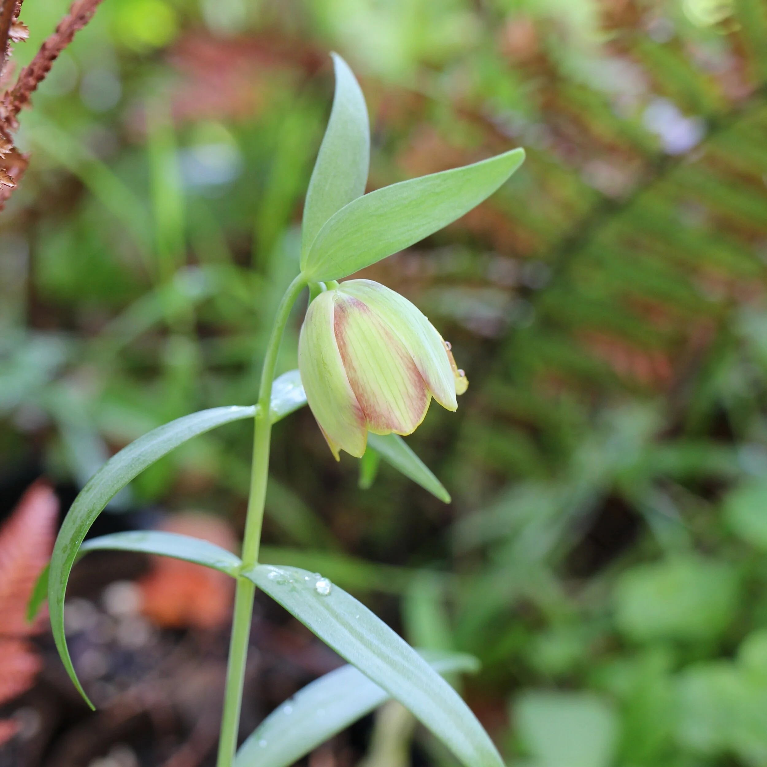 Fritillaria pontica 