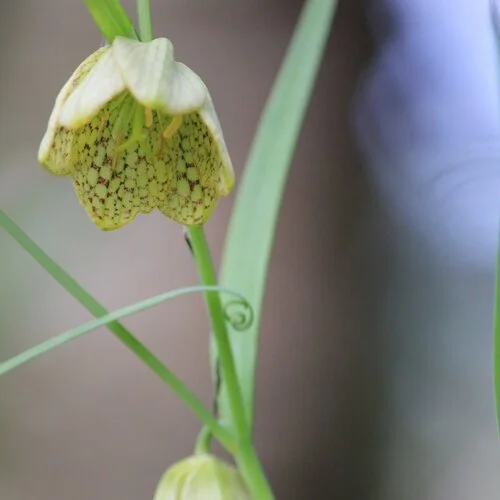 Fritillaria verticillata 
