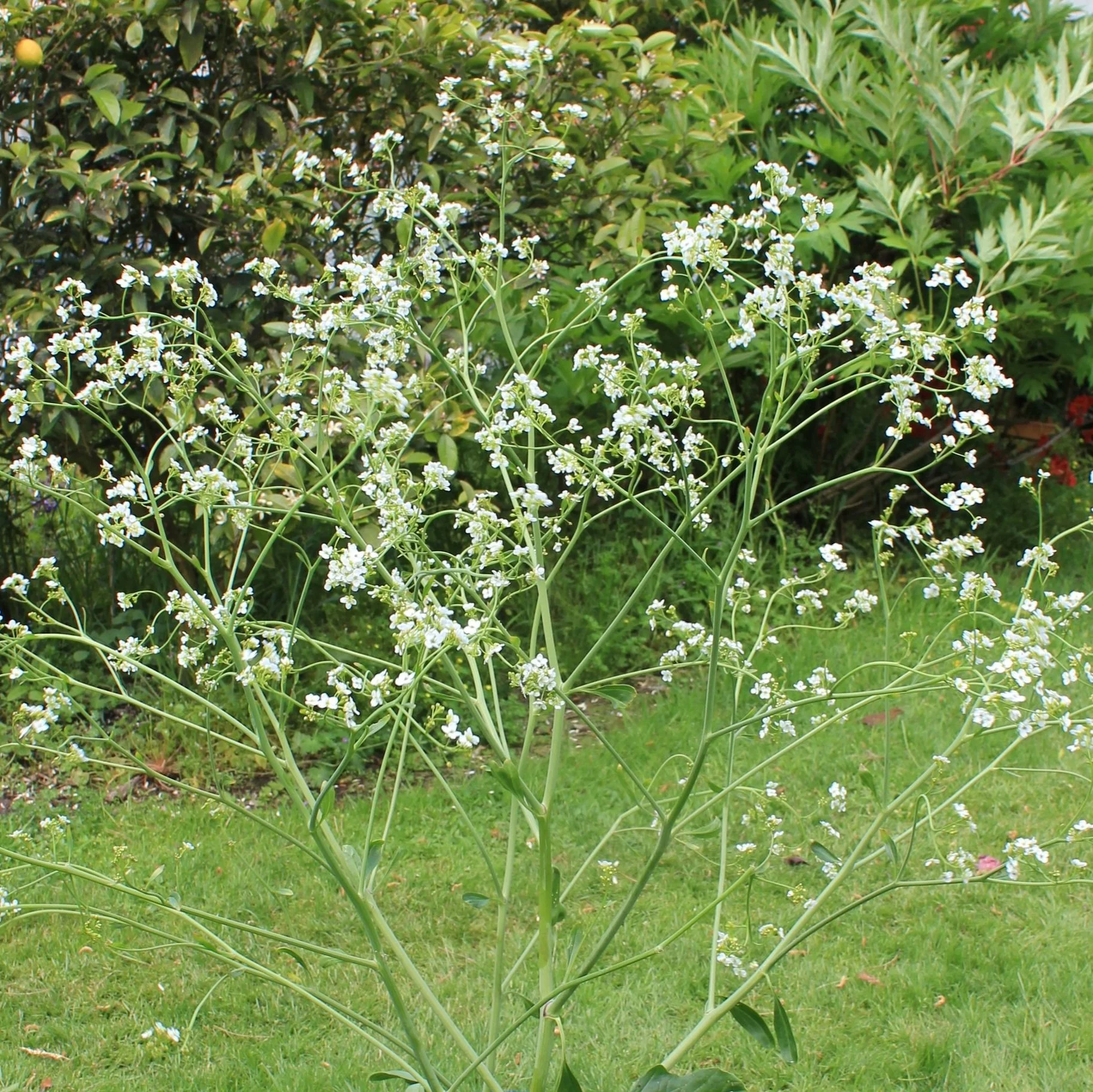 Crambe cordifolia. 