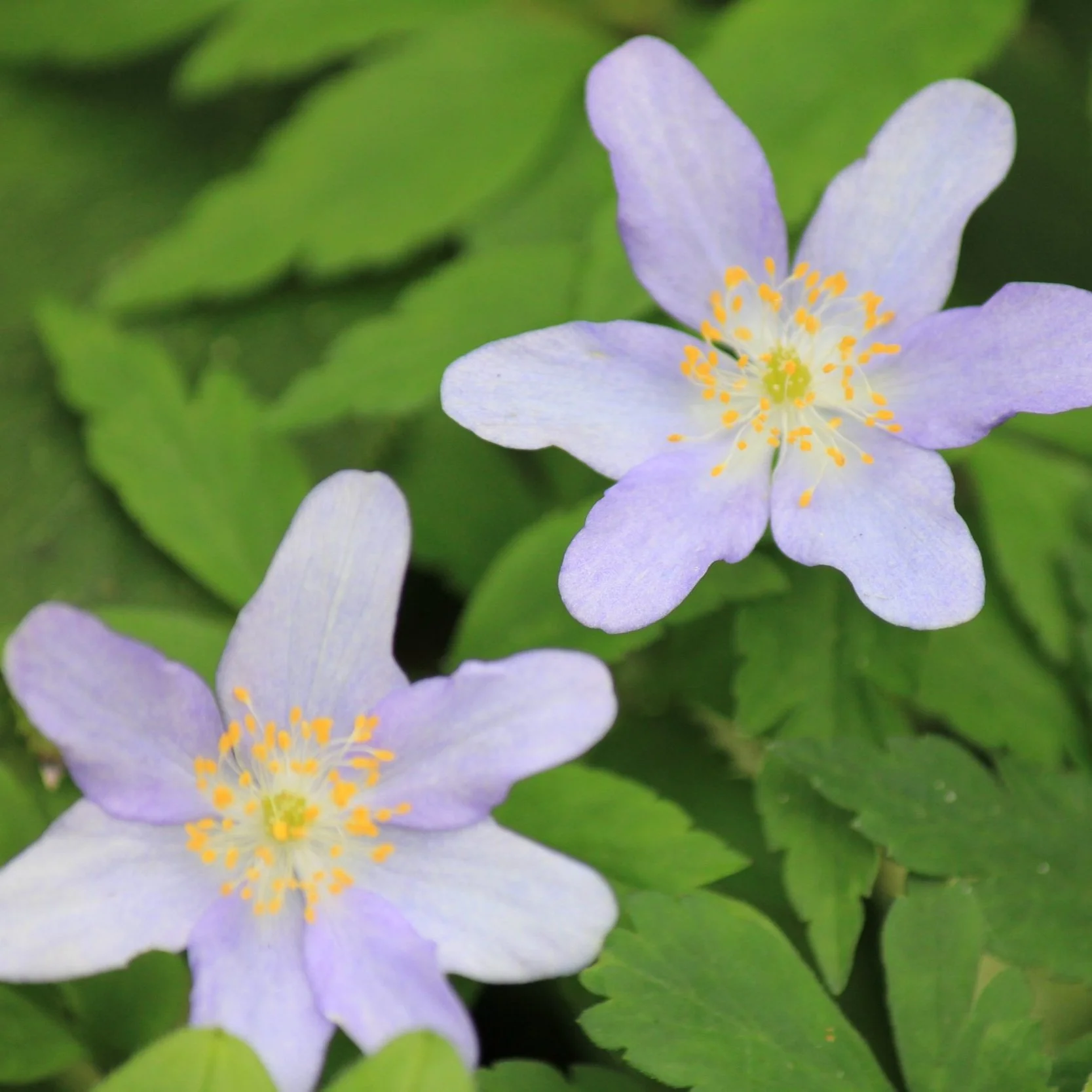 Anemone nemorosa - From $10