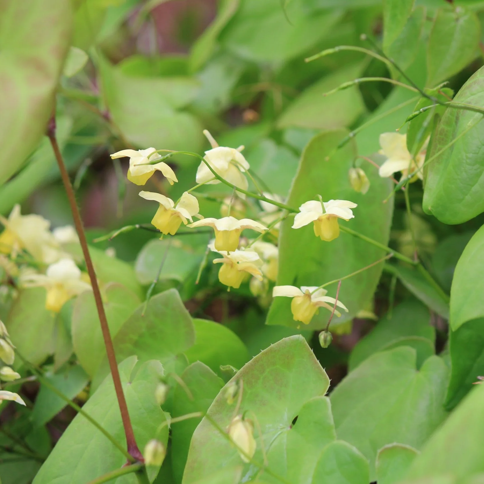 Epimedium sulphureum 