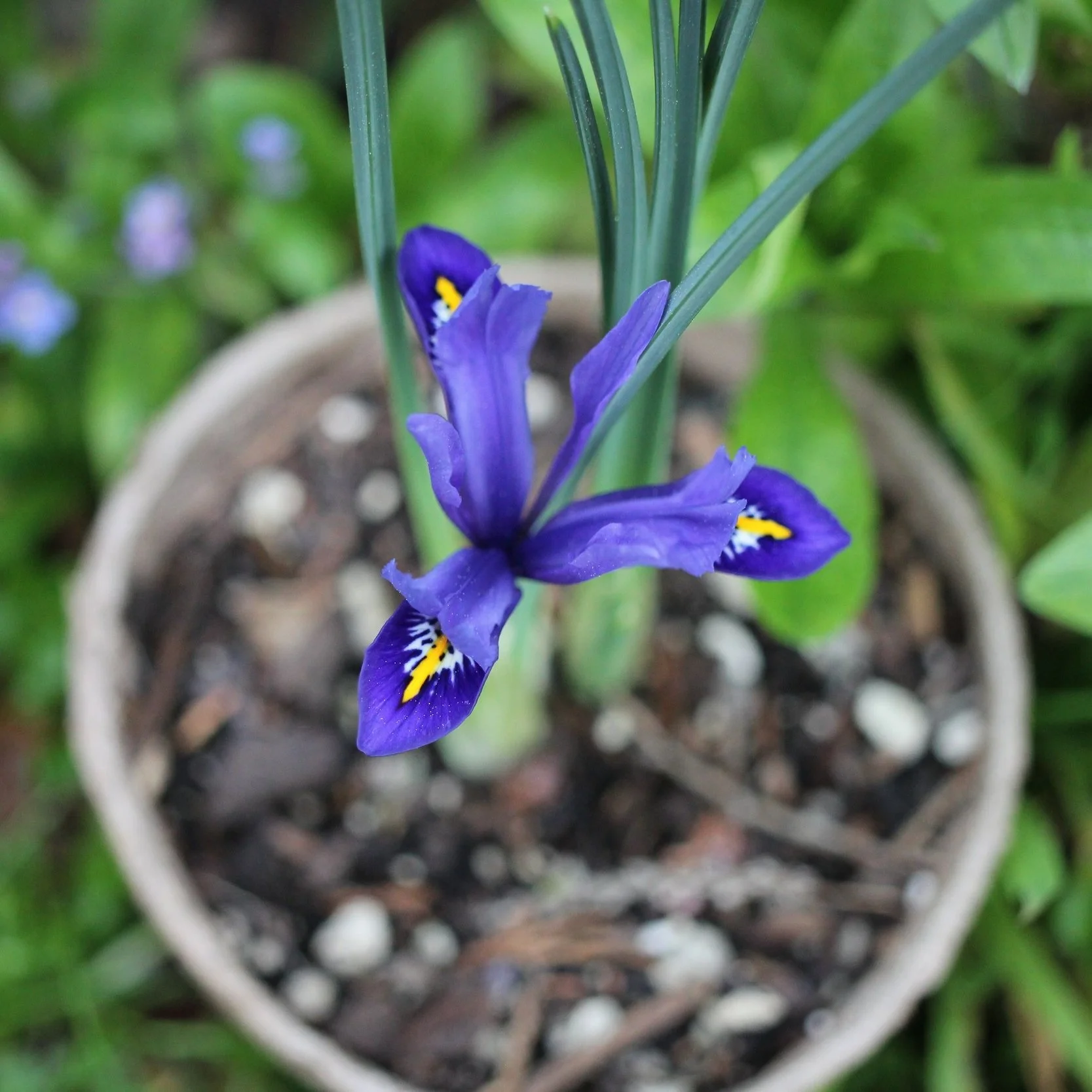 Iris reticulata ‘Harmony’ - $12 