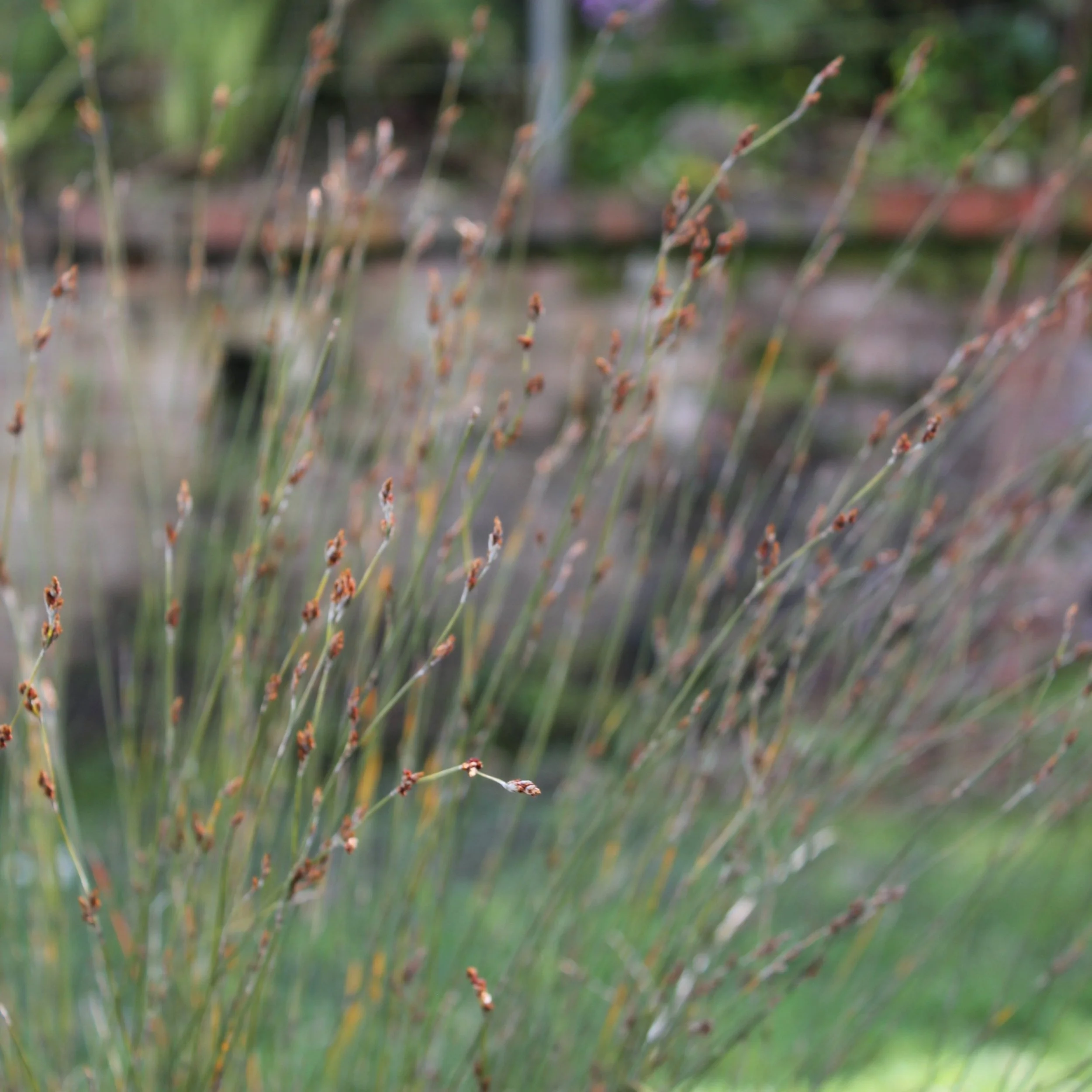 Leptocarpus similis - $9