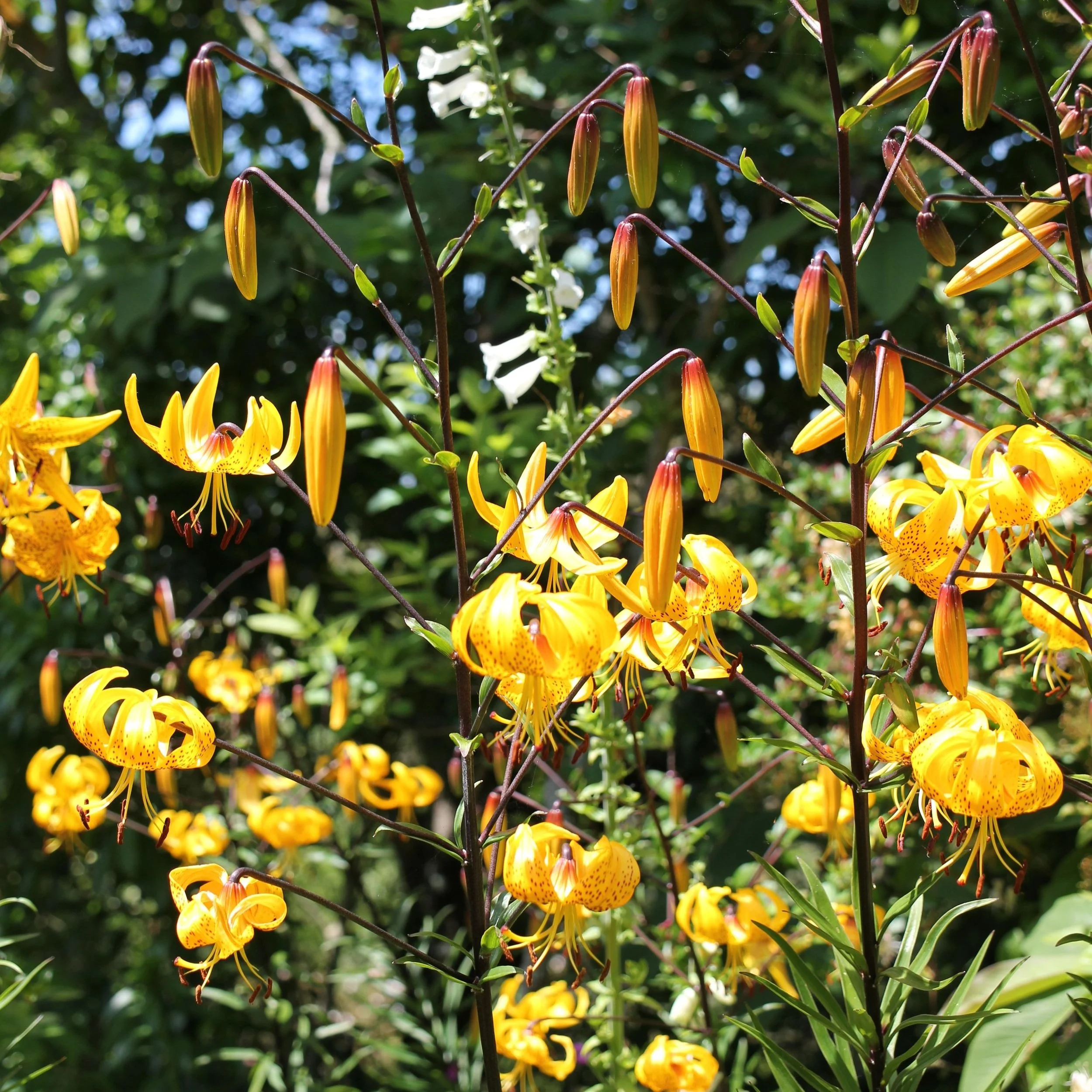 Lilium leitchlinii- $35