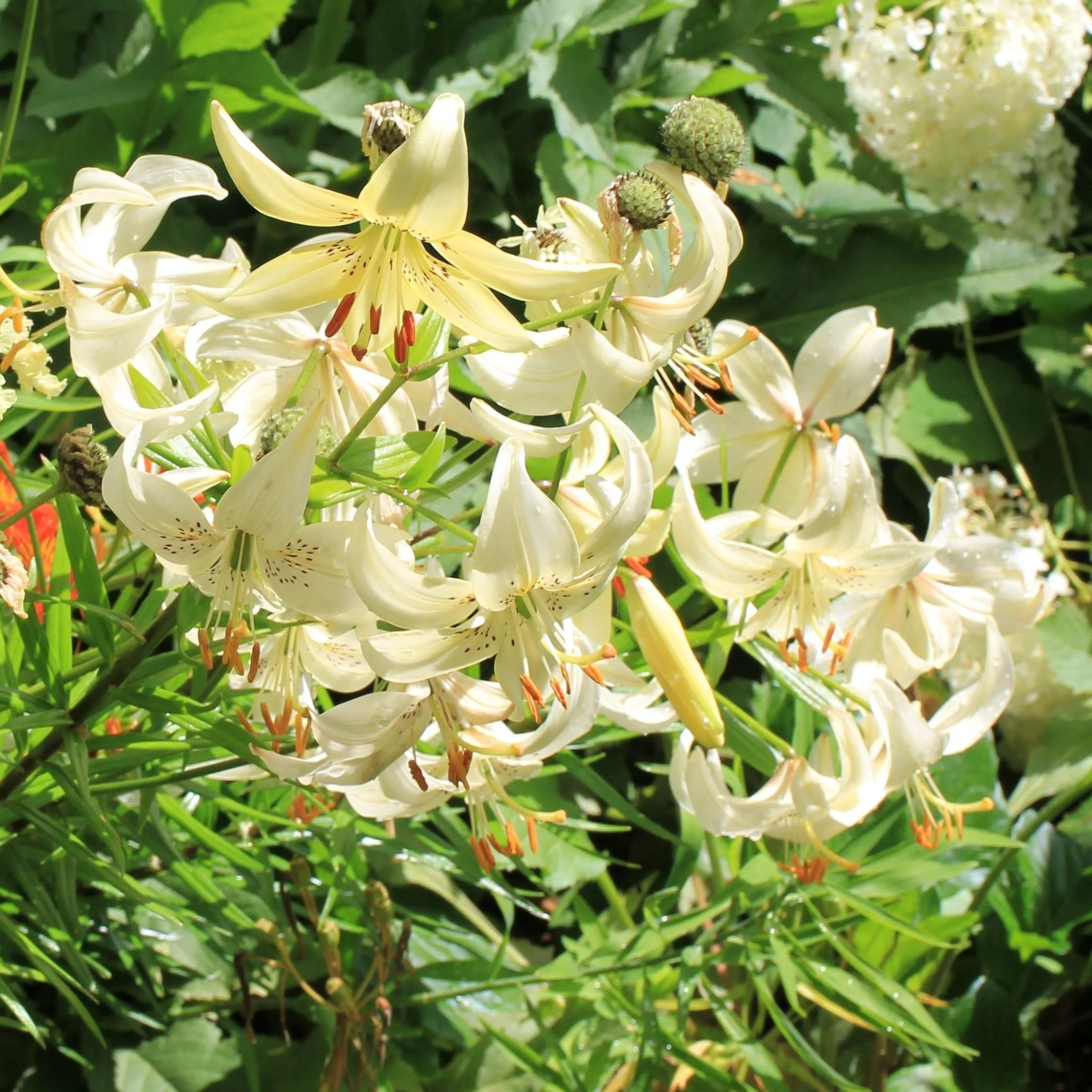 Lilium ‘Sweet Surrender’.