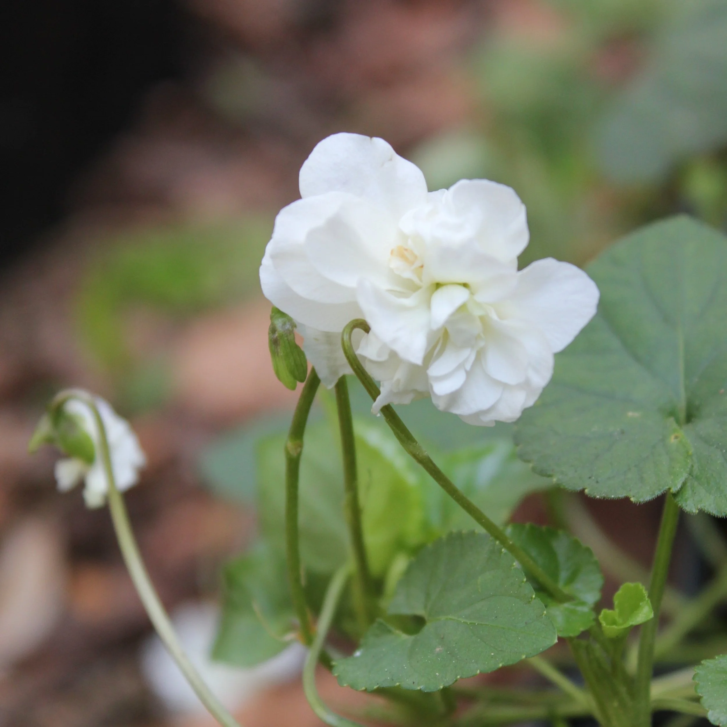 Viola ‘Swanley White’. 
