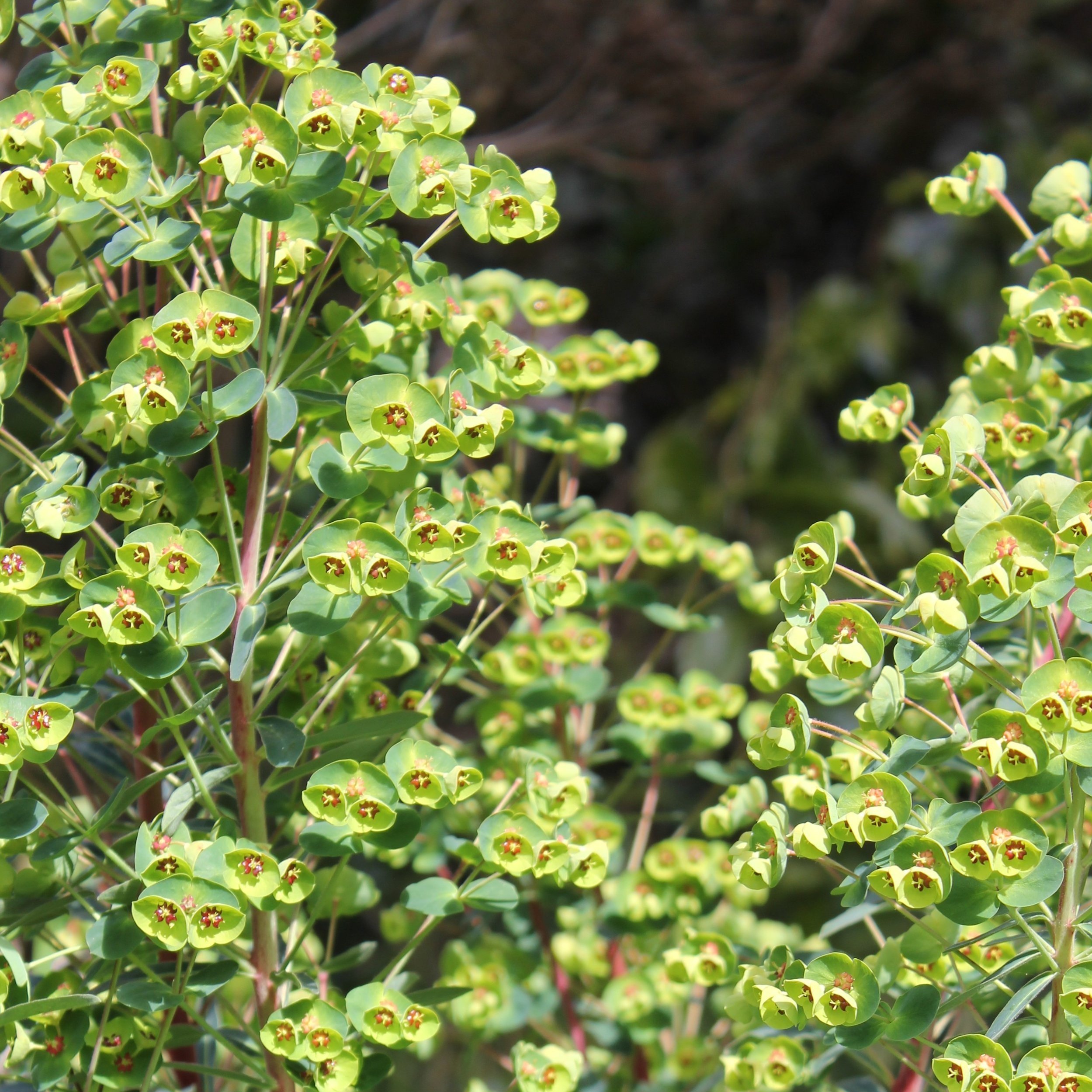 Euphorbia x martini - $16