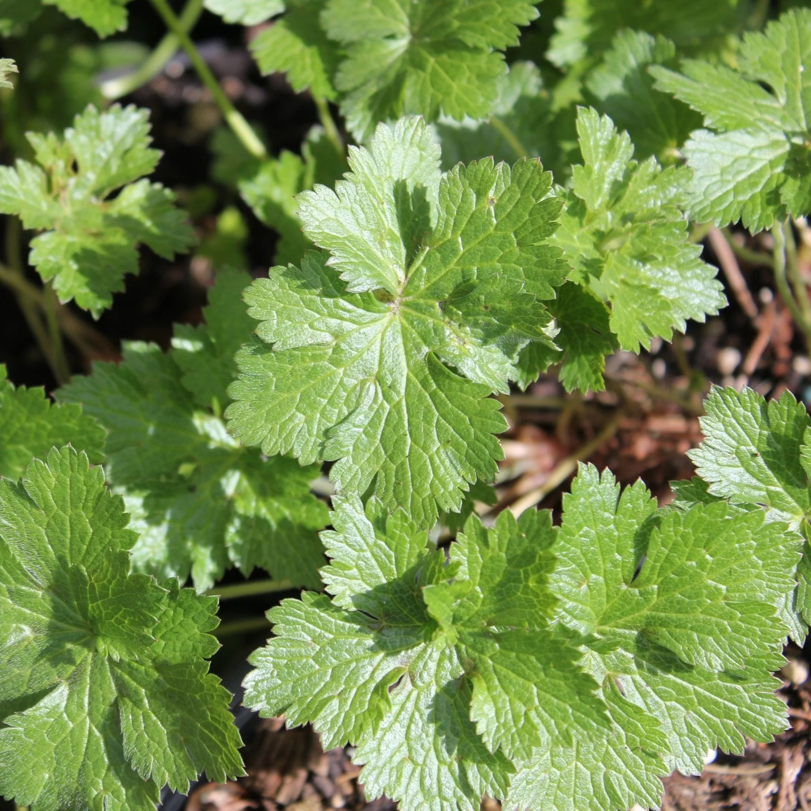 Geranium endressii. ‘Wargrave pink’. - $9