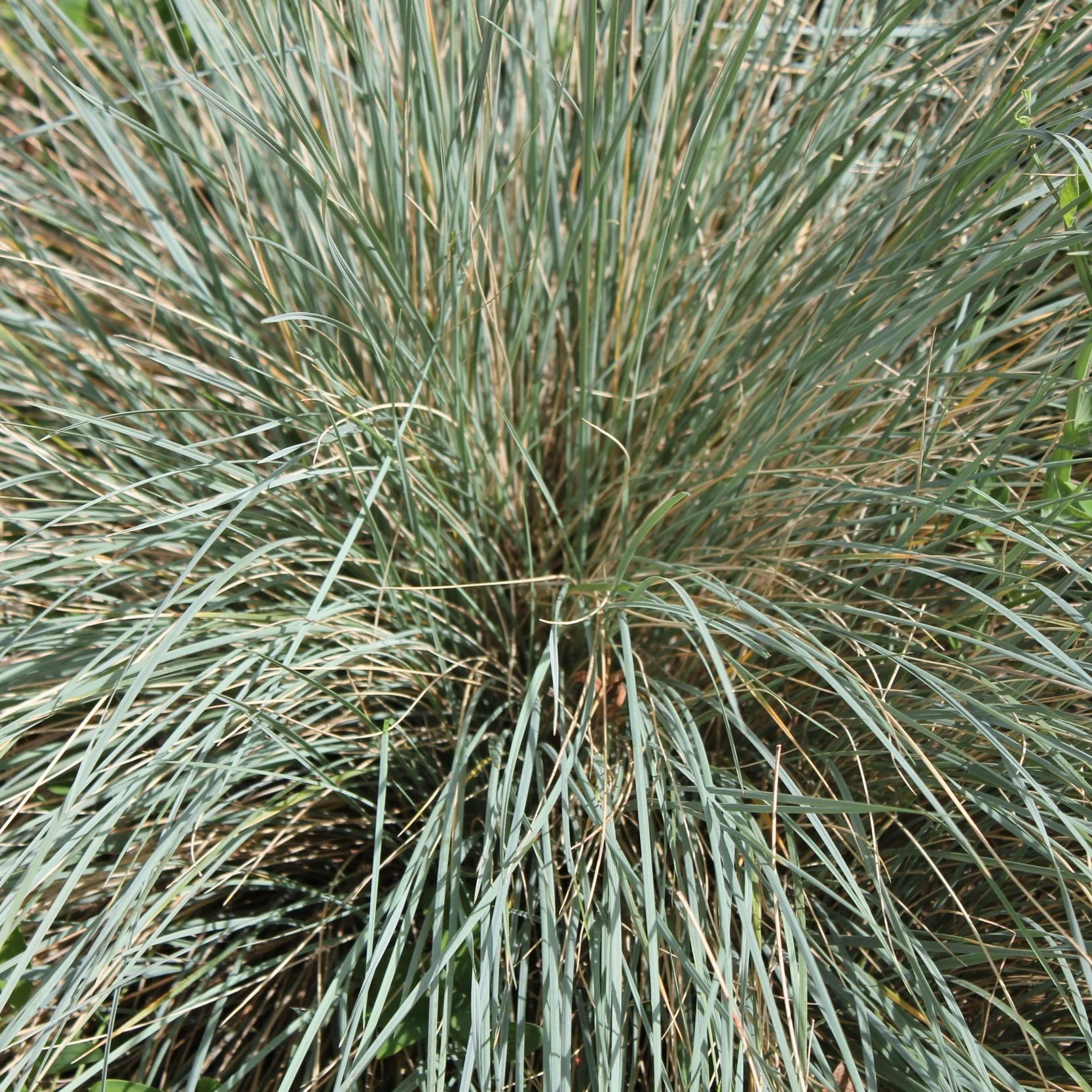 Helictotrichon sempervirens. Blue Oat Grass.