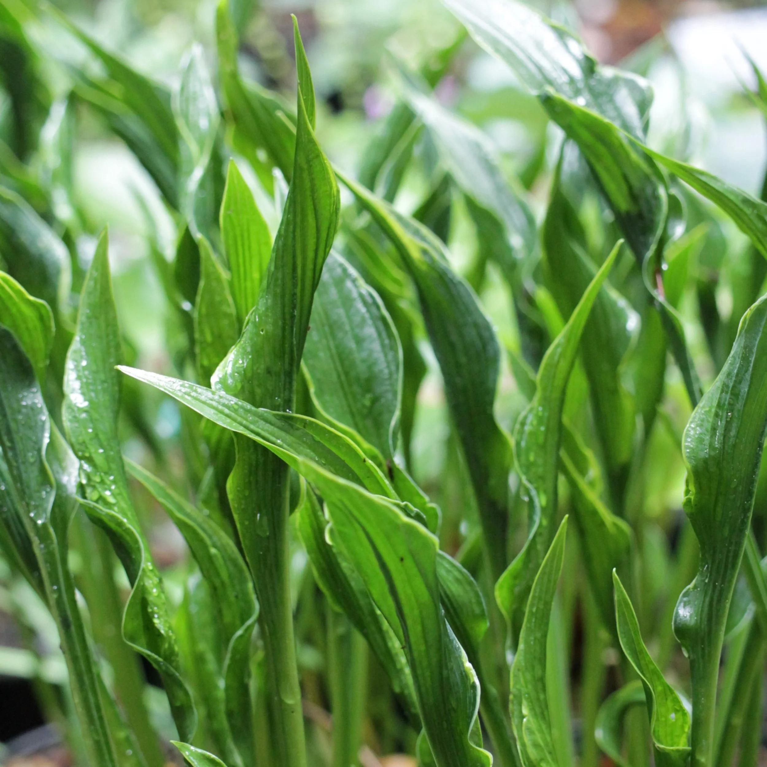 Hosta 'Praying Hands'. 