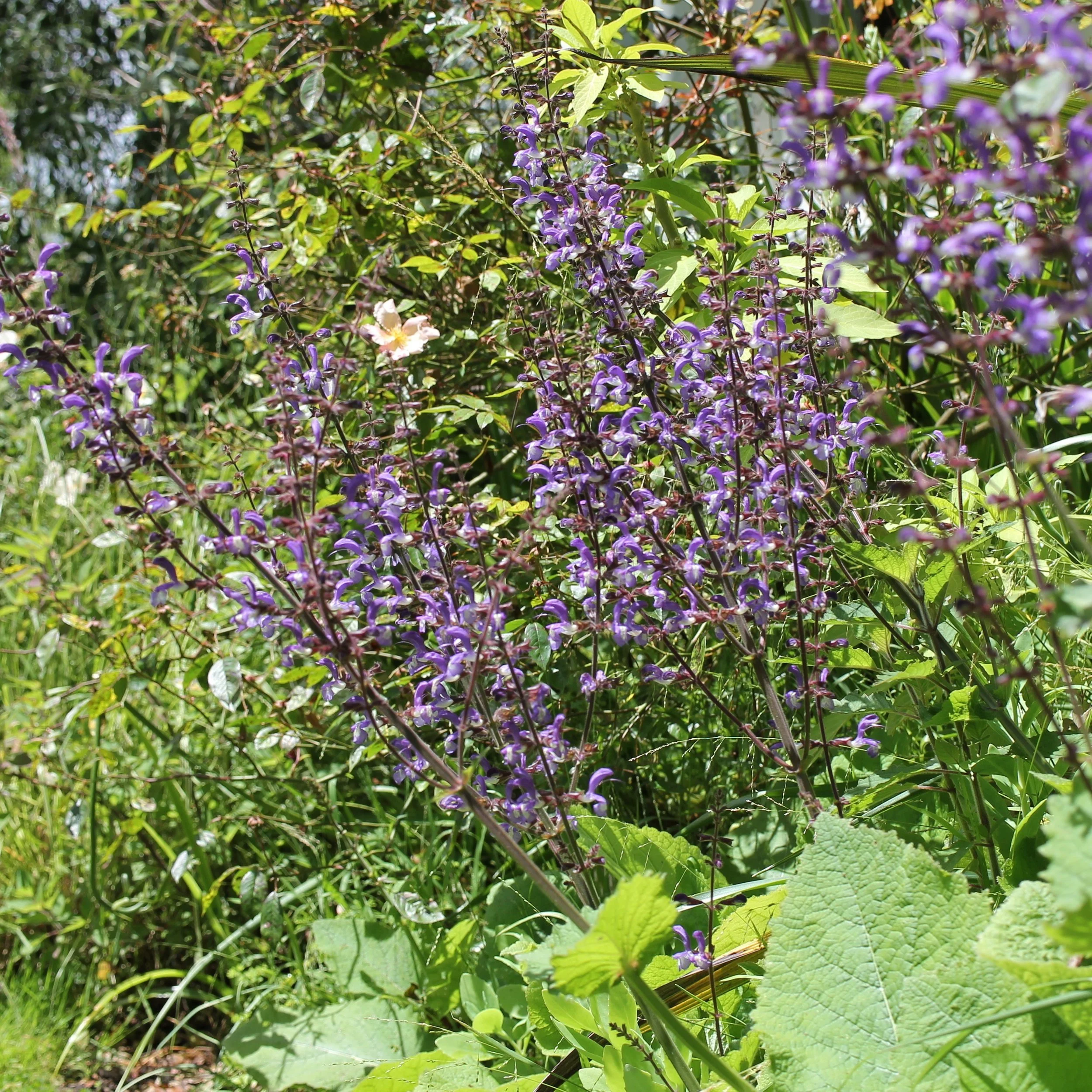 Salvia forskaohlei 'Woodland Sage' - From $9