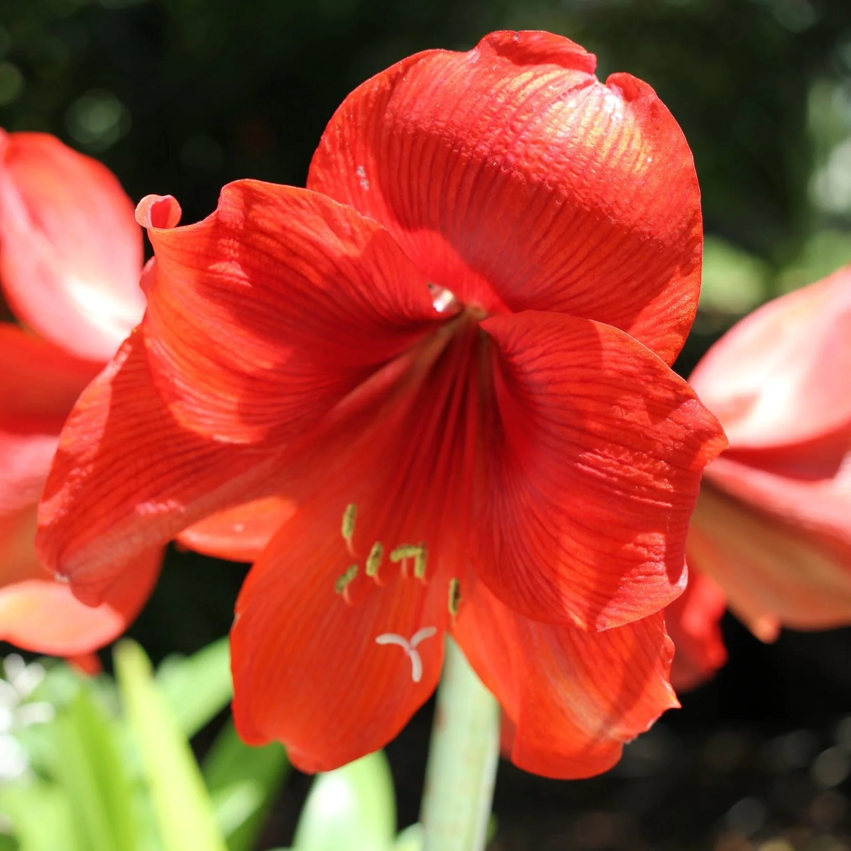 Hippeastrum. Bright red seedling. - $20