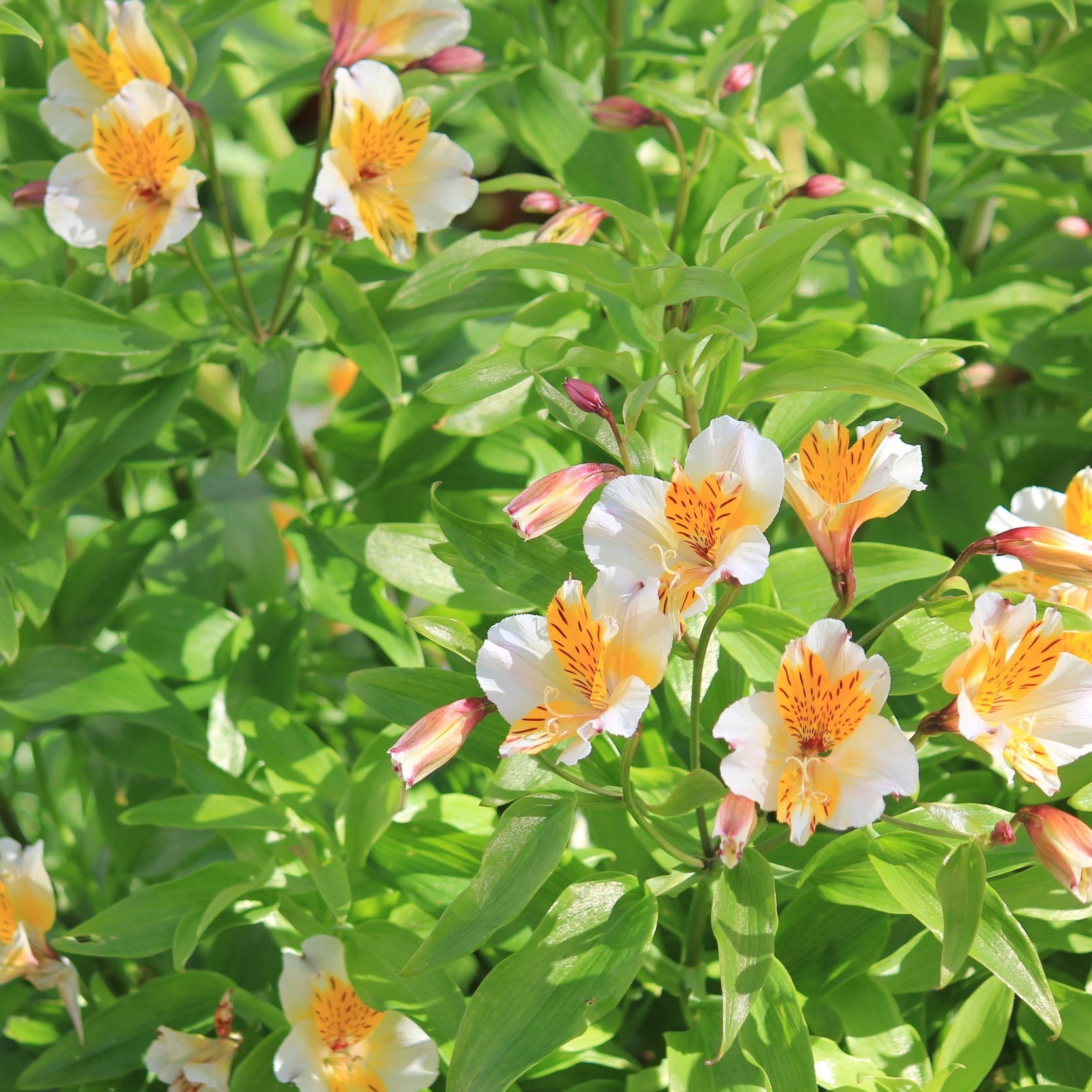 Alstroemeria Walter Fleming - Sold Out- Available soon