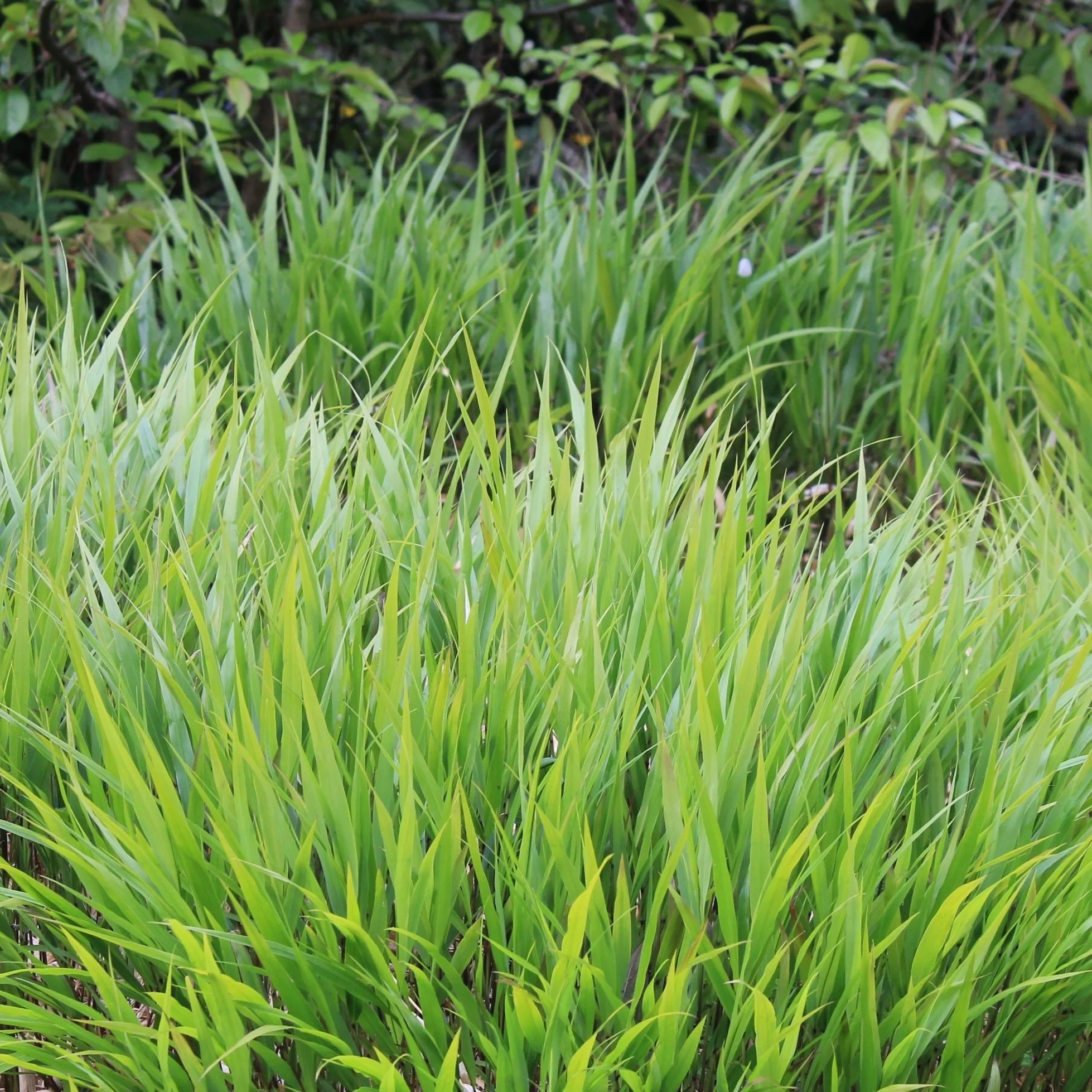 Hakonechloa macra. Japanese forest grass 