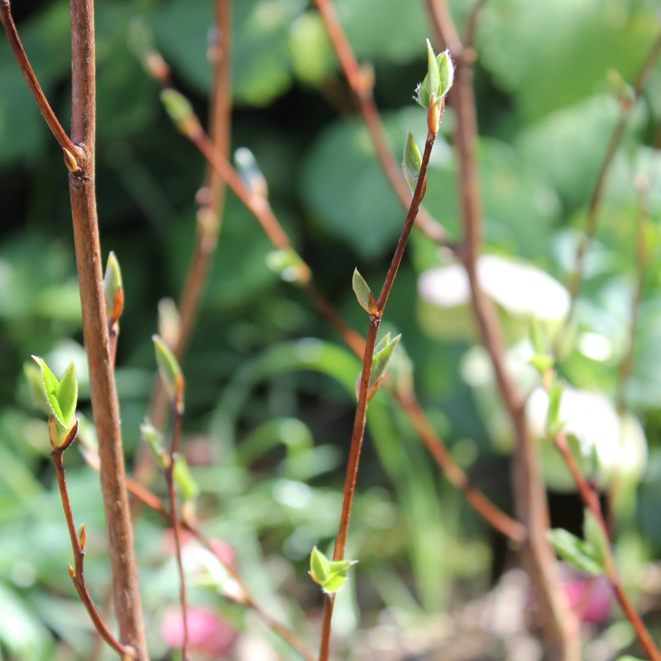 Stewartia pseudocamellia. - $75