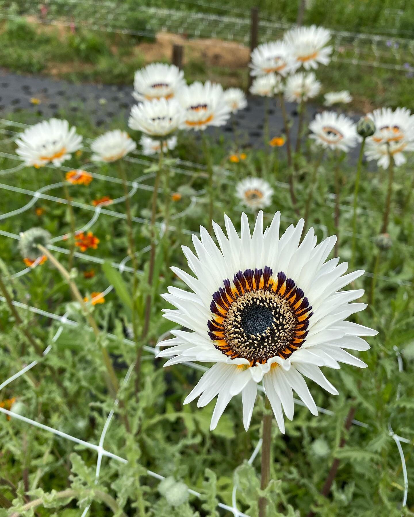 Cape daisy beauties at our @wilderfloralcollective site. #capedaisy #canadiangrownflowers