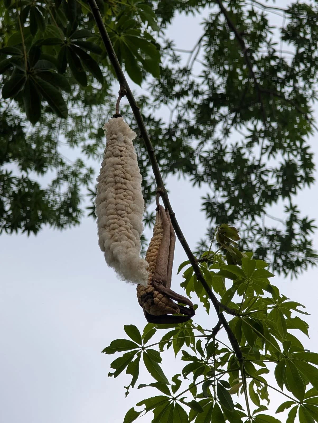 WhatsApp Image 2025-12-09 at 3.27.51 PM.jpeg