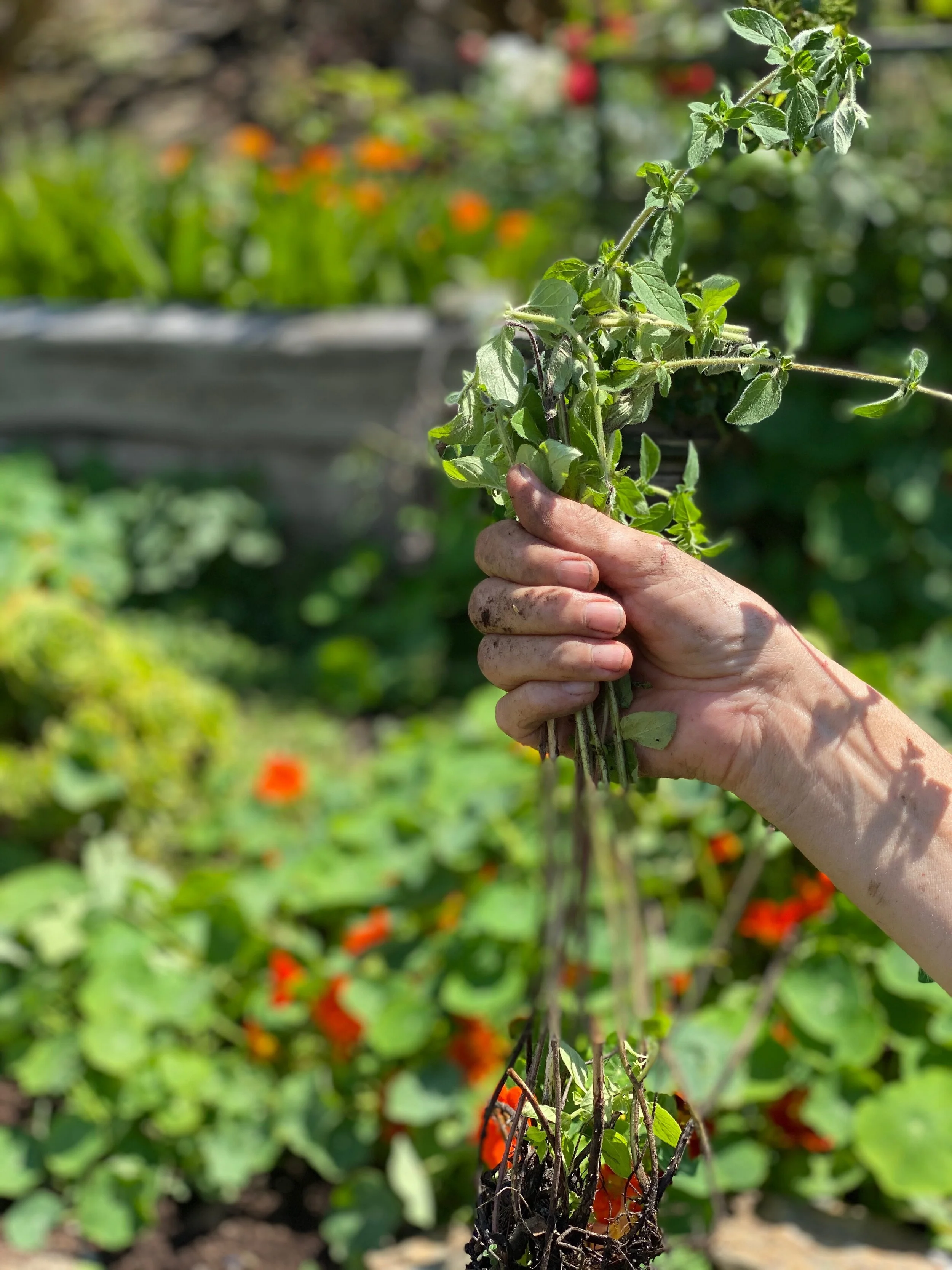 Tom Raffield Planters