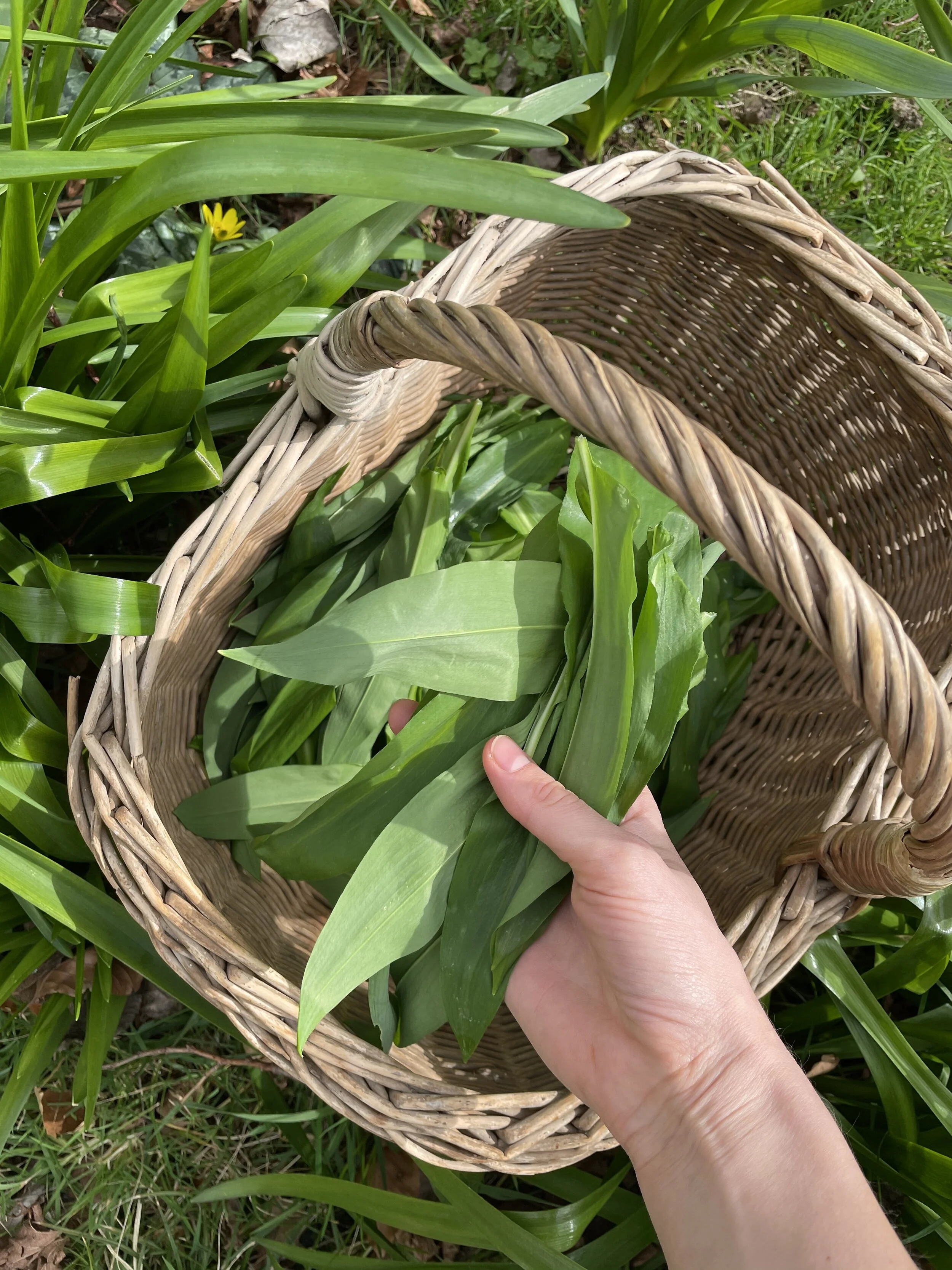 Foraging | Wild garlic pesto recipe