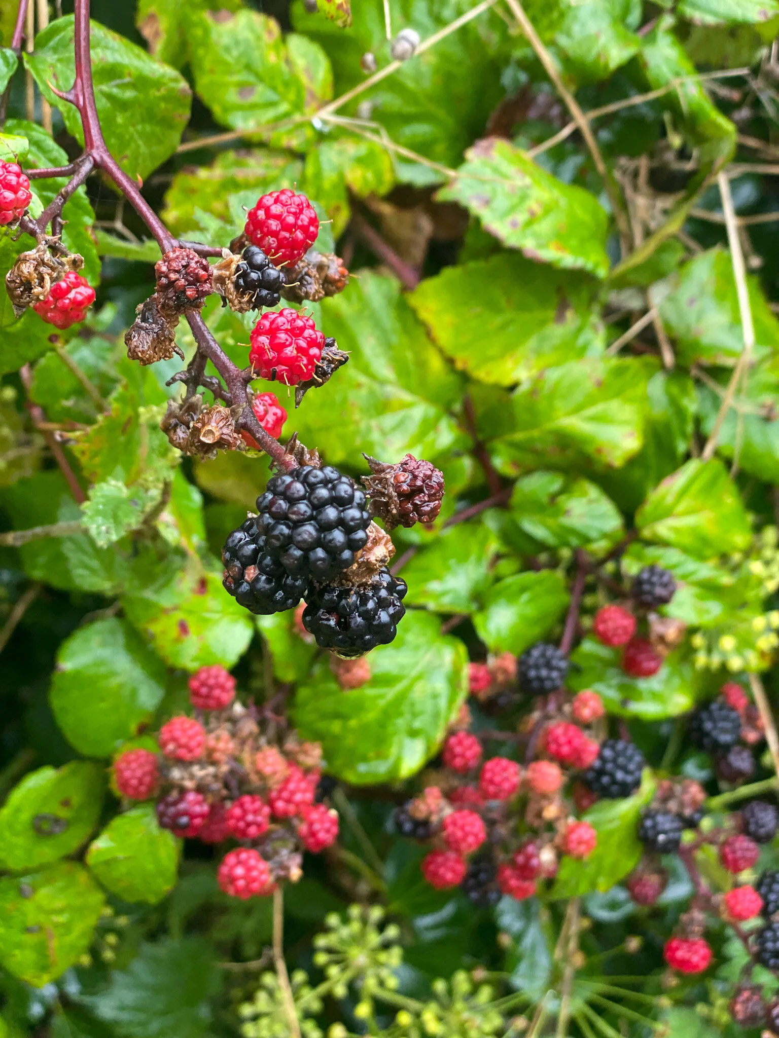 Welcoming autumn on our plates