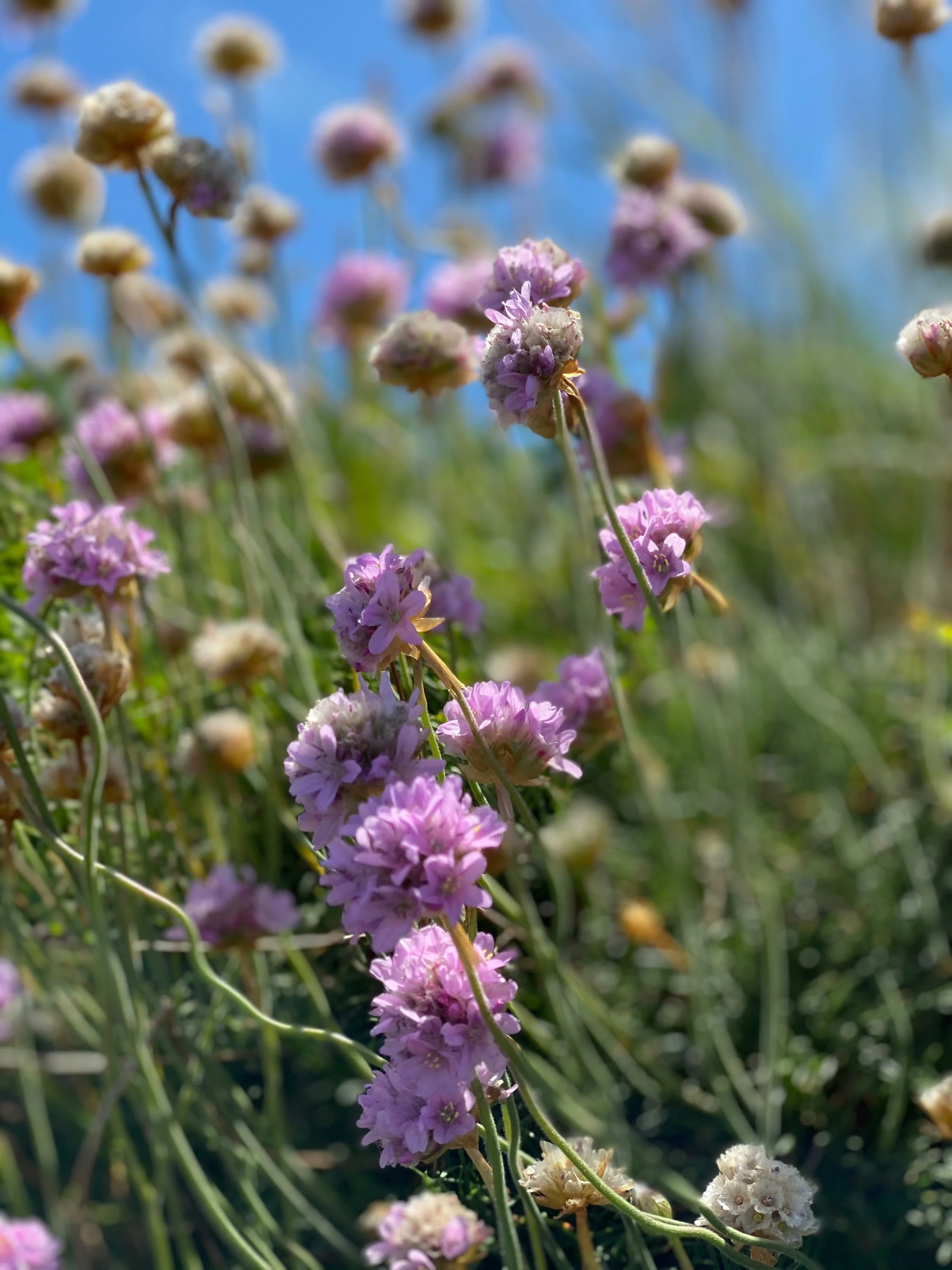 Spring Has Arrived at The Lizard