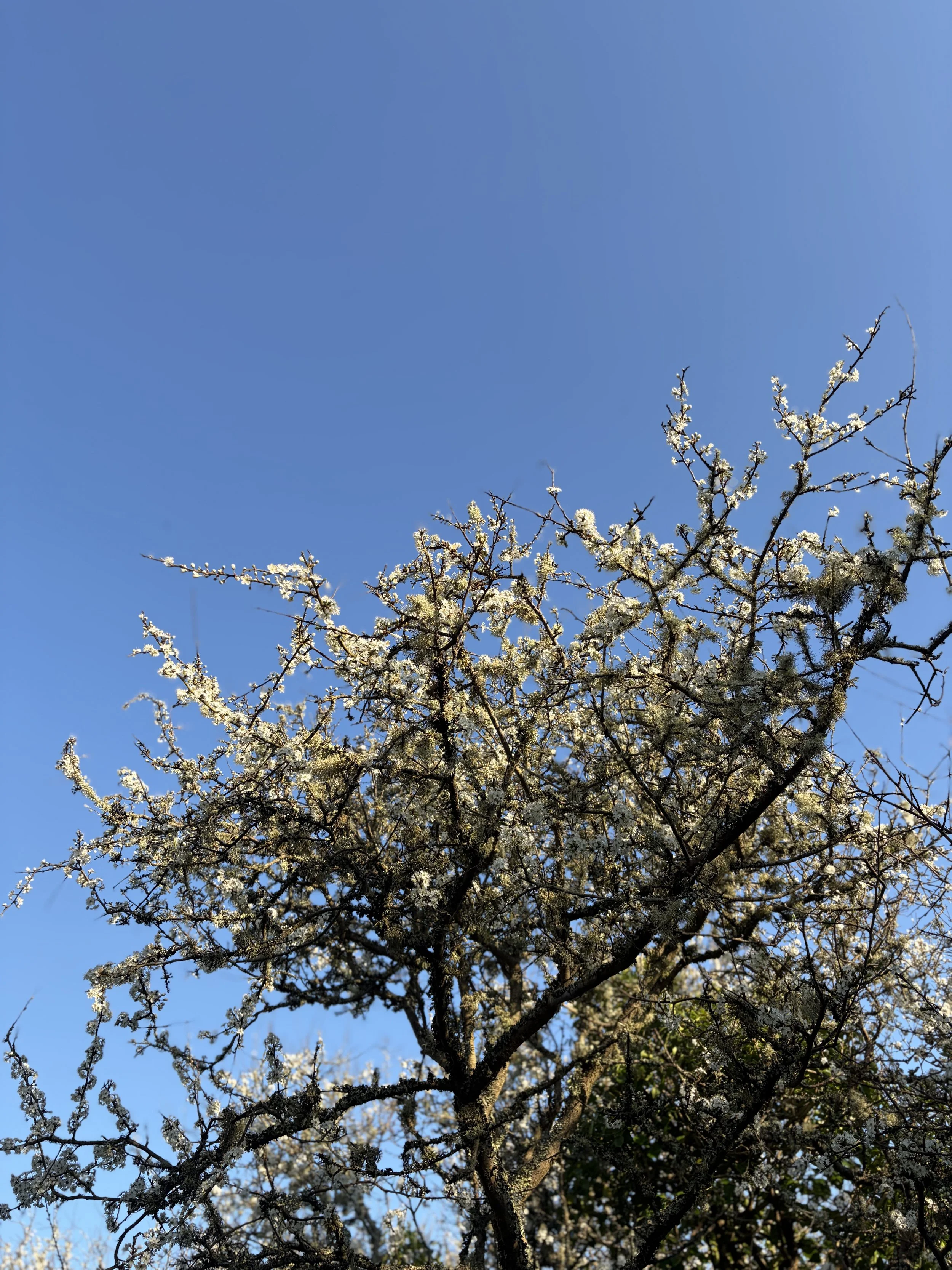 Signs of Spring in The Lizard Peninsula, Cornwall