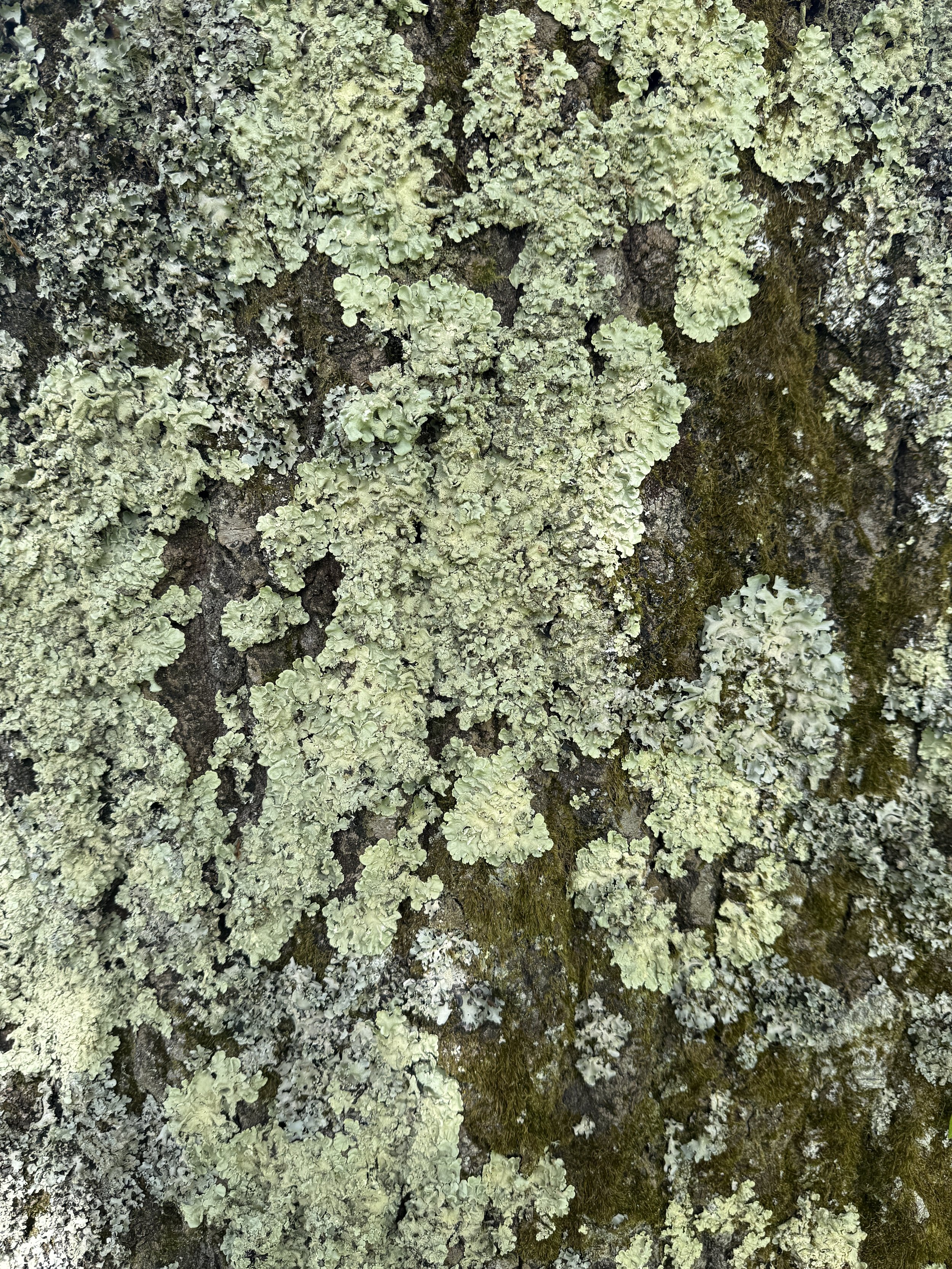 What Moss and Lichen Taught Me About Slow Design
