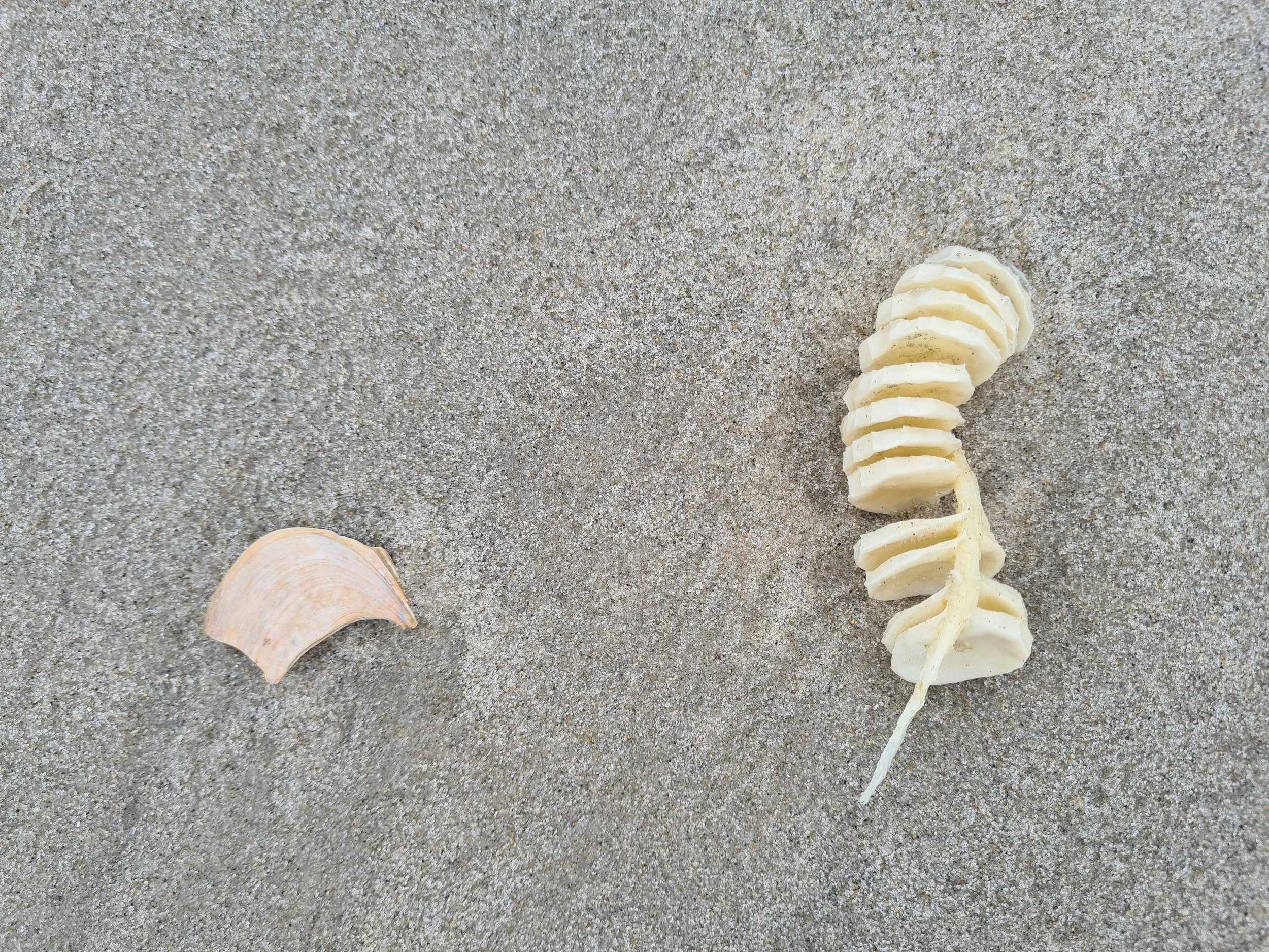2025.01.18+06+AC+beach+sea+snail+egg+case.jpg