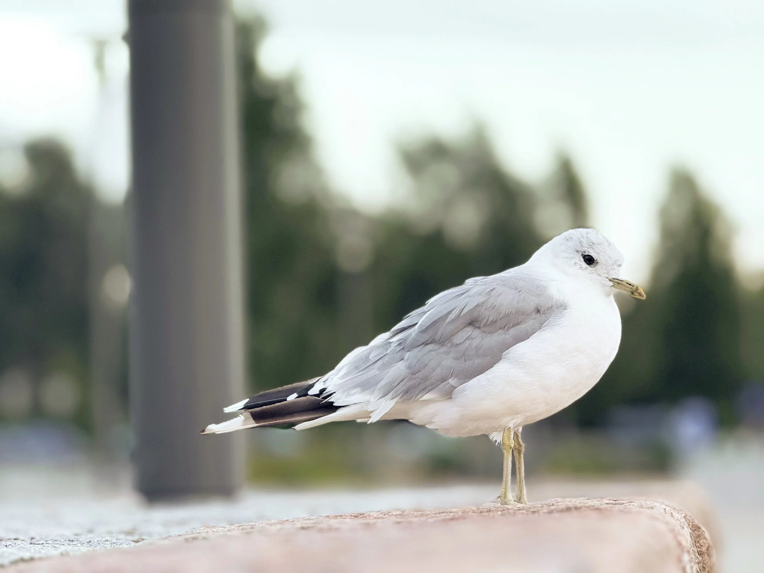 2025.8 Kathy's bird seagull friend.jpeg