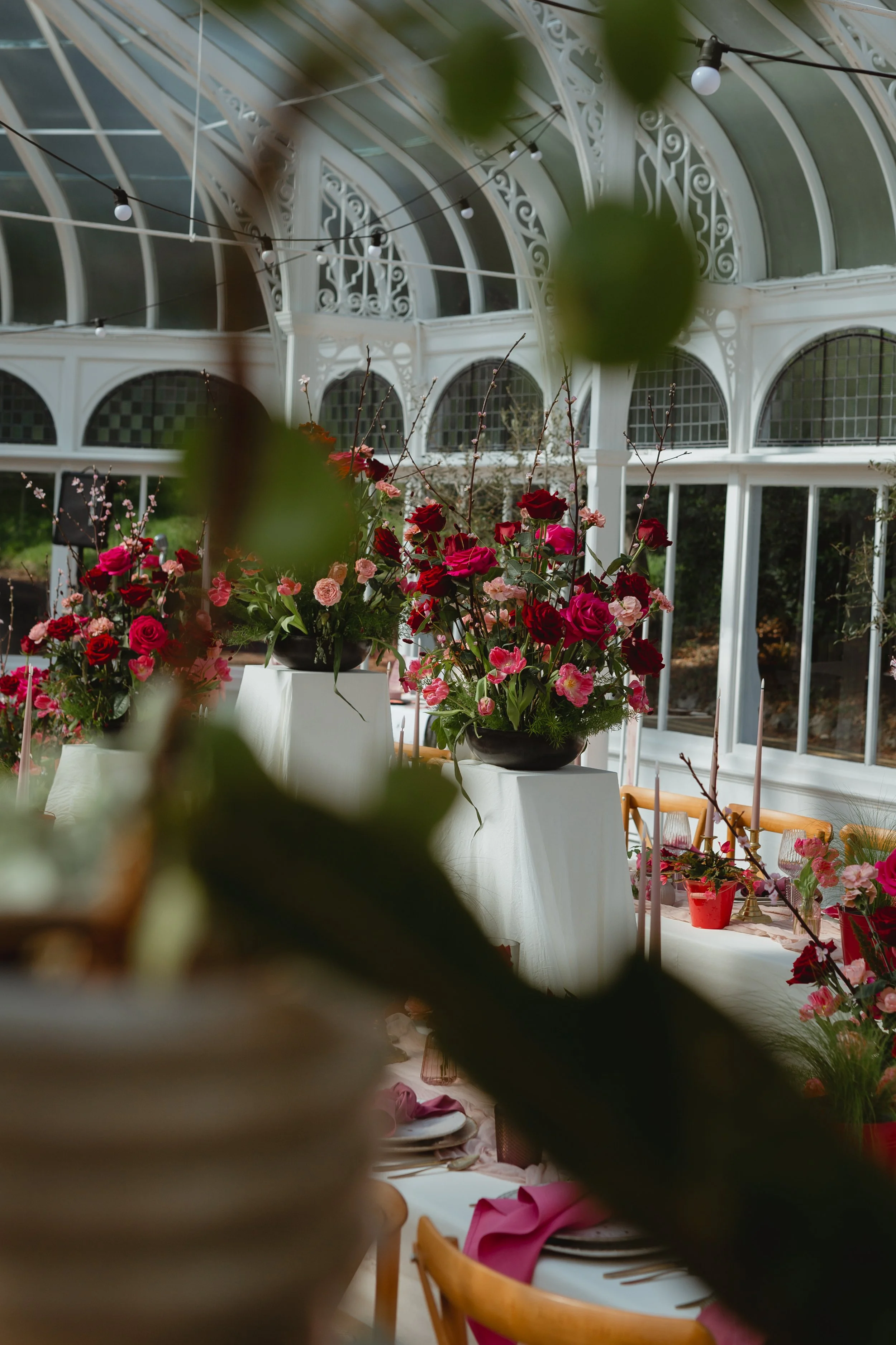 Hidden behind leaves looking out onto an ornate and sophisticated red and pink rose display in a luxury orangery pavilion at Carrow House Colman Norwich Norfolk