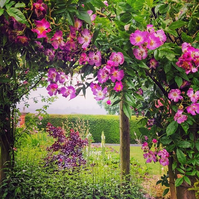 Rosa Veilchenblau in the kitchen garden borders #roses #flowers #gardening #kitchengarden