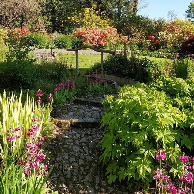 The rockery garden #victoriangardens #ngsgarden #visitwales #britishgarden