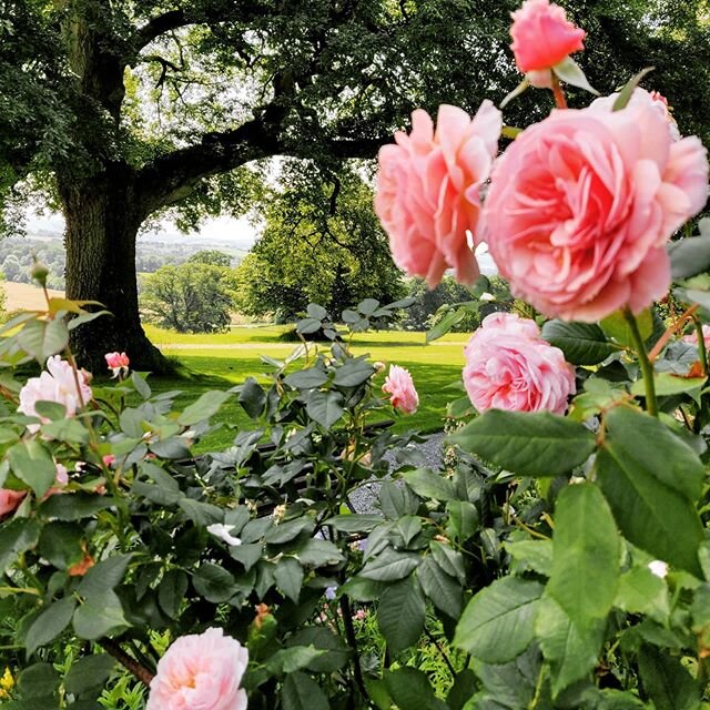 Roses under the Turkey Oak #visitwales #cymru #gardening #summer #summervibes