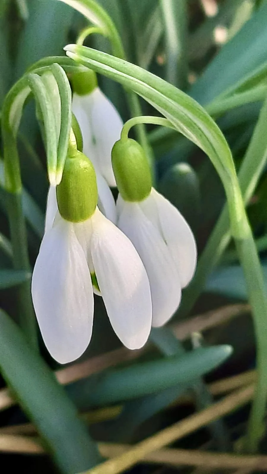 Glaubenssätze: Was wir denken ist wichtig oder was wir von Schneeglöckchen lernen können