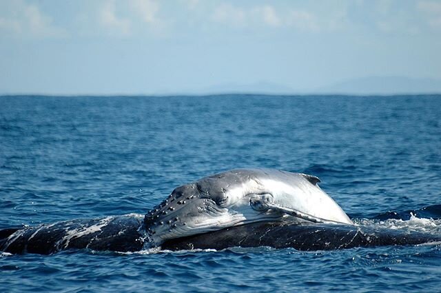 🐳 Happy Mother&rsquo;s day 🐋 &bull; Some fact about mother and calf &bull; Humpback whale calves whisper to their mothers &bull; Infant whales suckie milk from their mothers &bull;
&bull;
&bull; 📸 : @cetamadamadag &bull;
&bull;
&bull;
&bull;

#cet