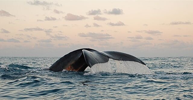 A whale with a sunset in the background, the perfect combo to end the week well ! 🤩 🐳 🌅 -
-
-
-
- 📷 : @cetamadamadag -
-
-
- 
#cetamada #conservation #wildgeography #hwwc #indianocean #whale #whaleconservation #environment #biodiversity #nature #