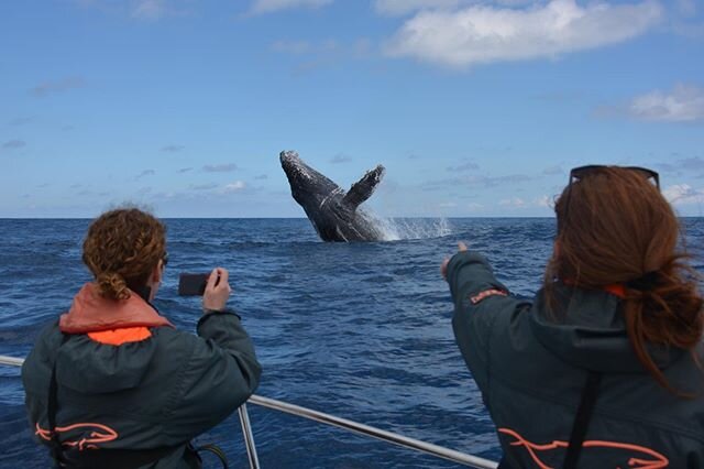 🐋 RECRUITMENT OF VOLUNTEERS - SEASON 2020 🐋 
Send us your CV (pdf) + Motivation letter (pdf) + Recent photo to volontariat@cetamada.org ⚠️You have until March 20 to send your application - 📷 : @cetamadamadag - -
- 
#cetamada #conservation #wildgeo