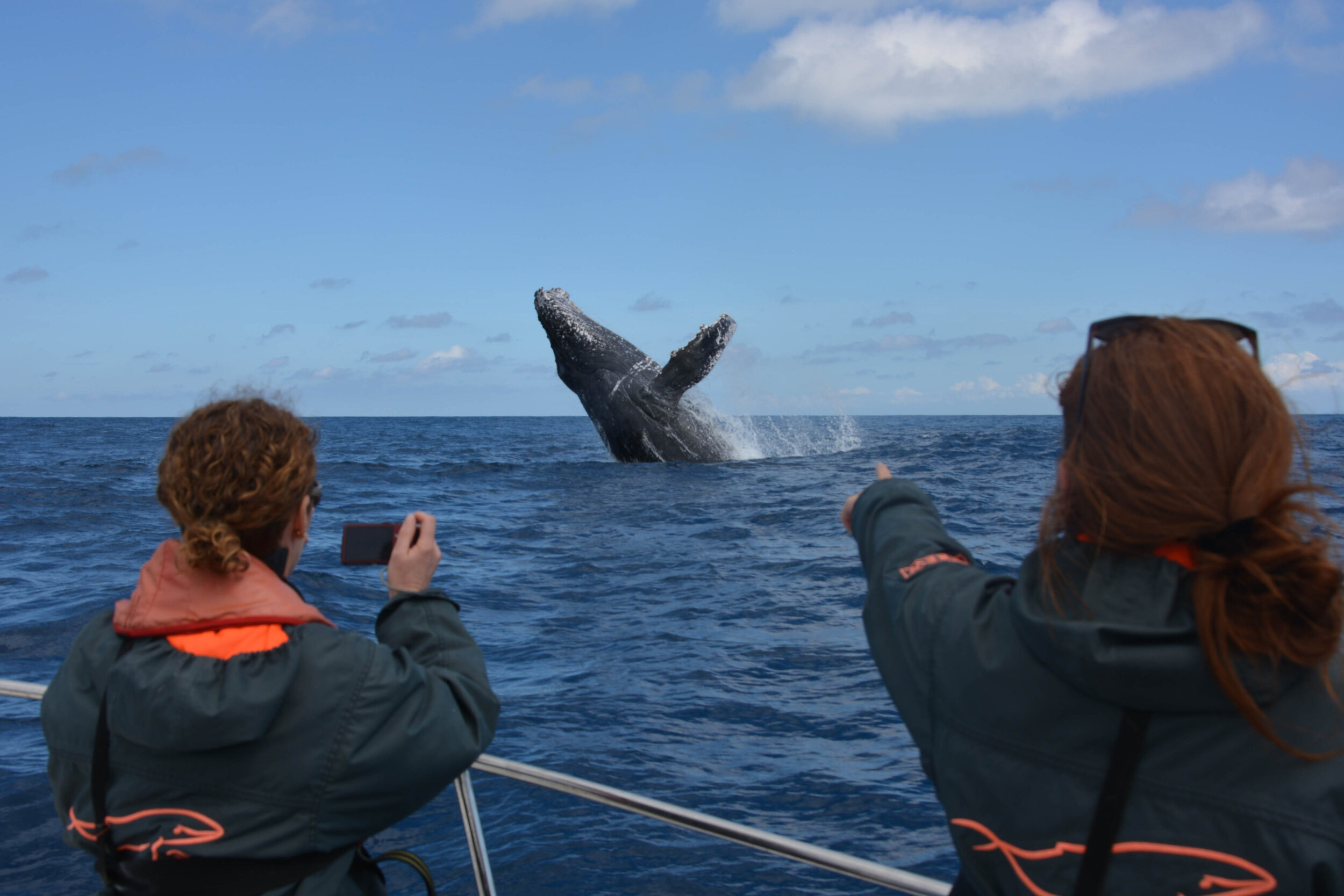 Whale watching-copyright Cetamada-Luc.jpg