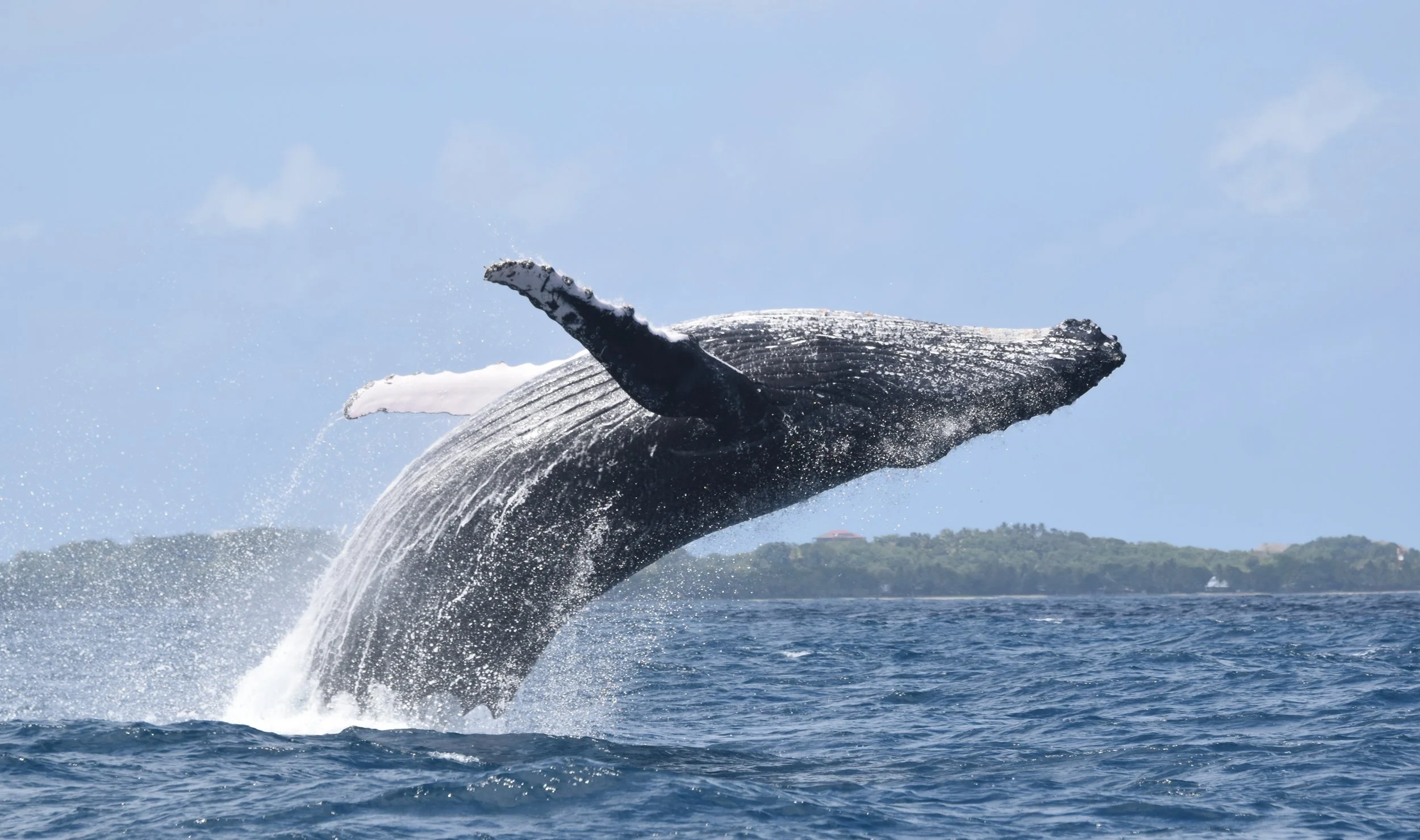 UNE SAISON AVEC DES BALEINES PLEIN LES YEUX SUR LES COTES DE MADAGASCAR !
