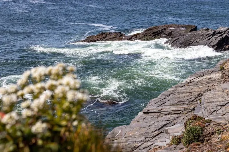 Rocky coast with ocean waves crashing against the shore, blurry white flowers in the foreground.