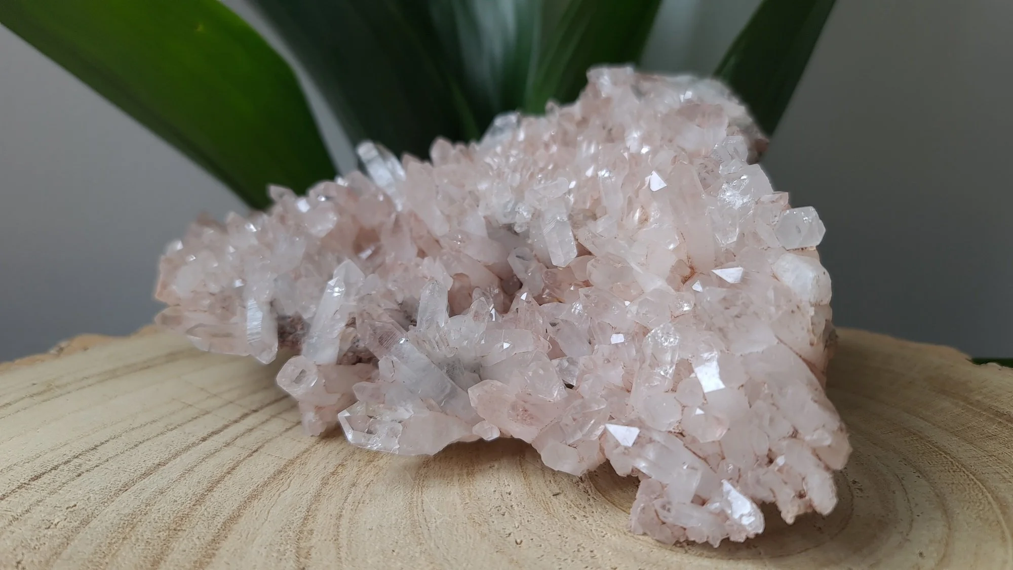lemurian-group-pink-5