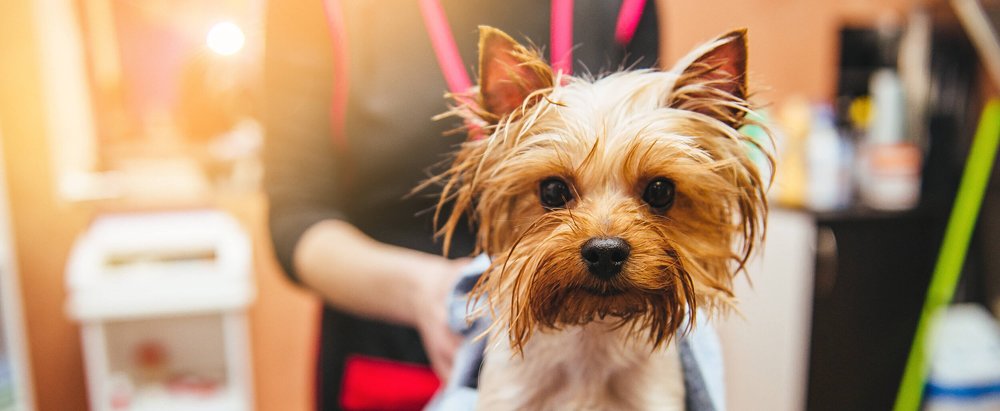 Chicago Dog Grooming Packages | House of Paws Grooming
