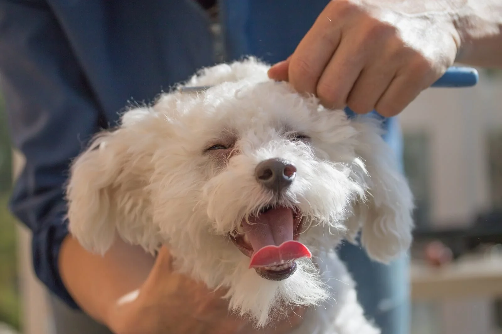 Full Service Dog Grooming in Chicago | House of Paws Grooming