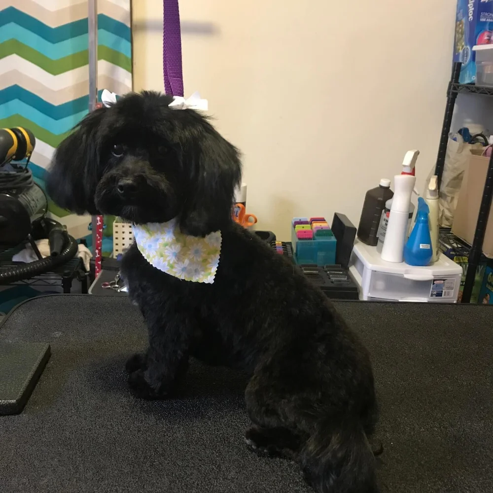 Full Service Dog GroomingChicago House of Paws Grooming