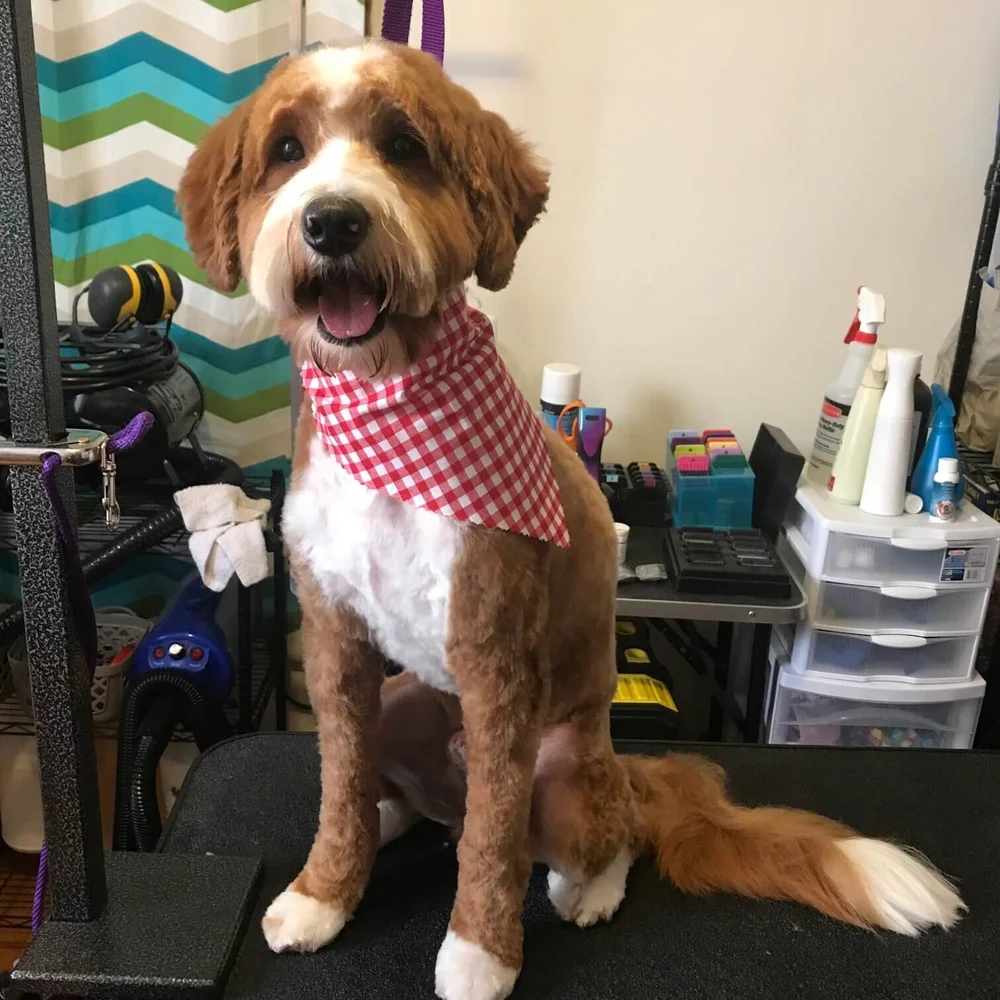 Full Service Dog GroomingChicago House of Paws Grooming