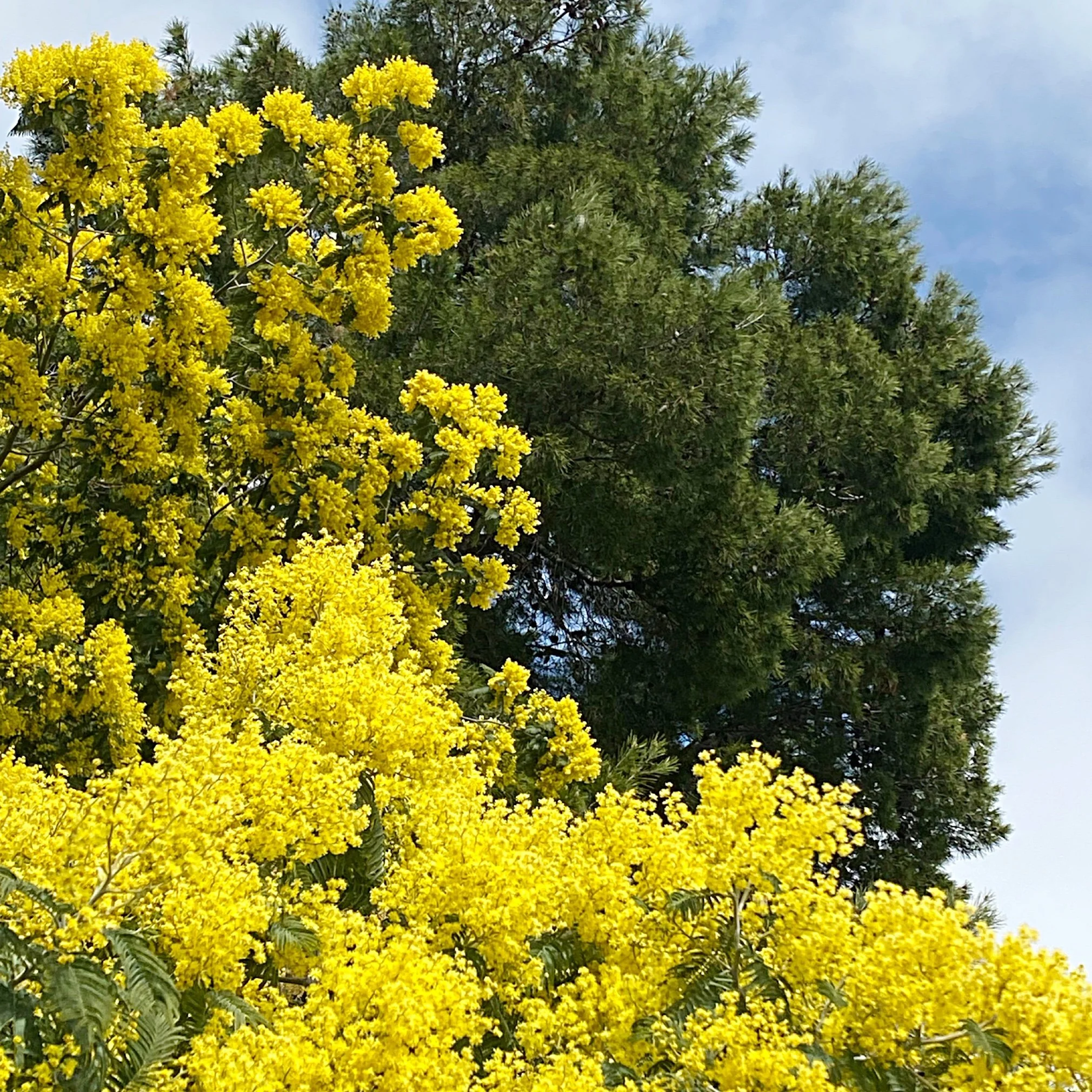 La Saint Valentin à Montmartre !!!