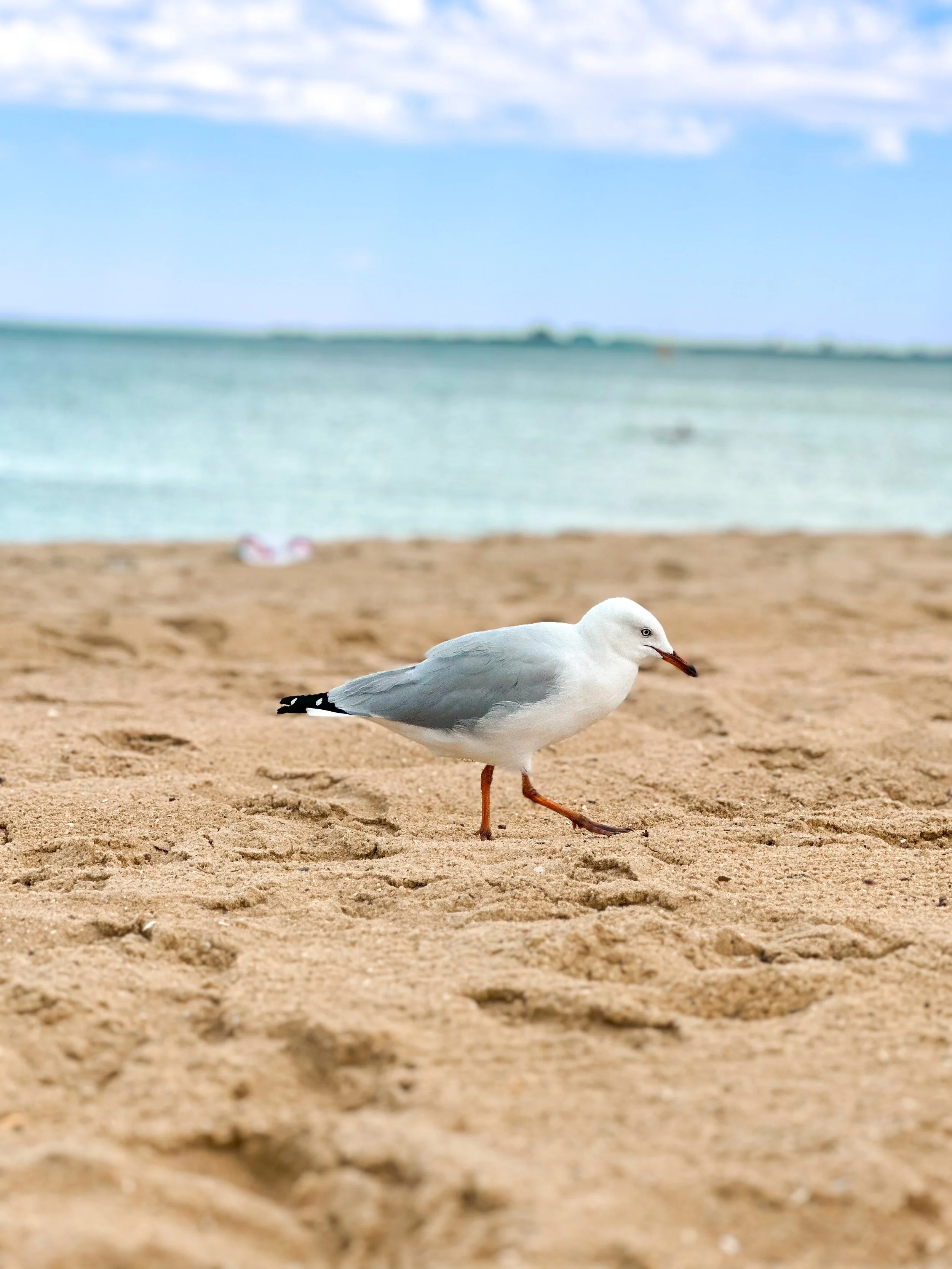 A89A787B-0873-4AC0-A023-54163264C06F.JPEG