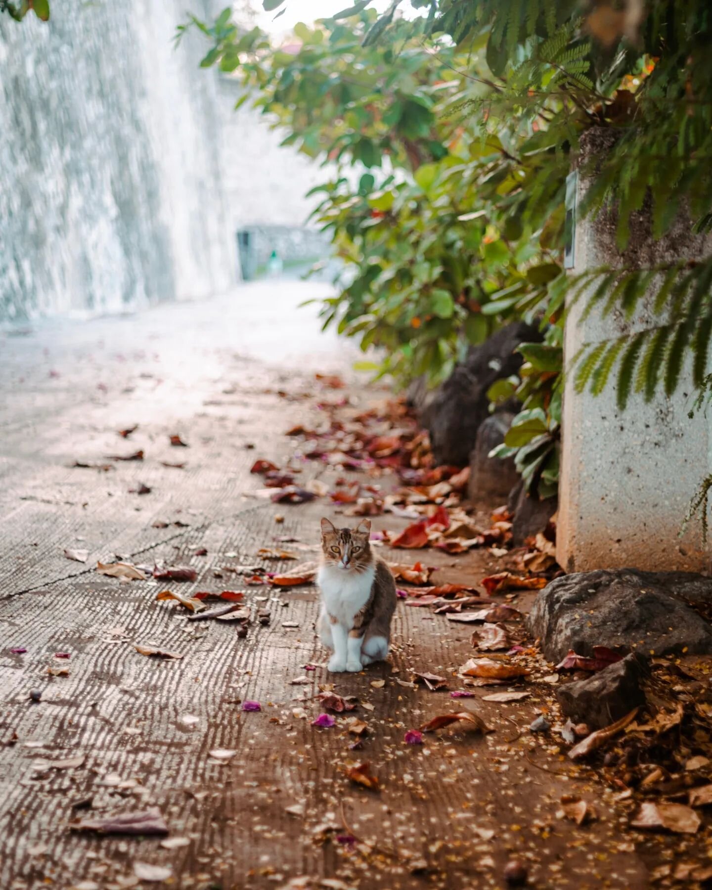 I didn't know cats run Old San Juan.
They are everywhere.