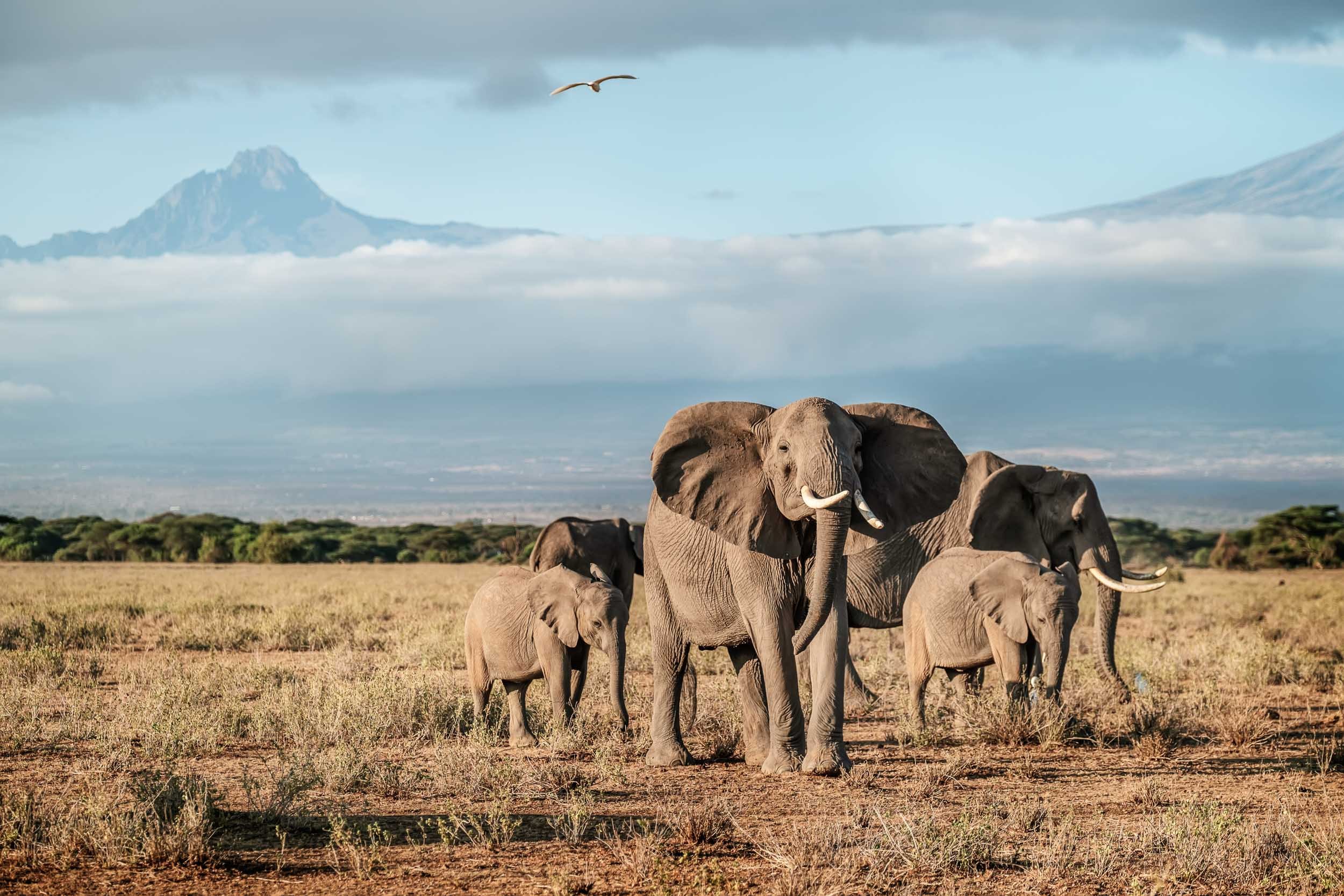 010elephants_XEM7310-Edit.jpg