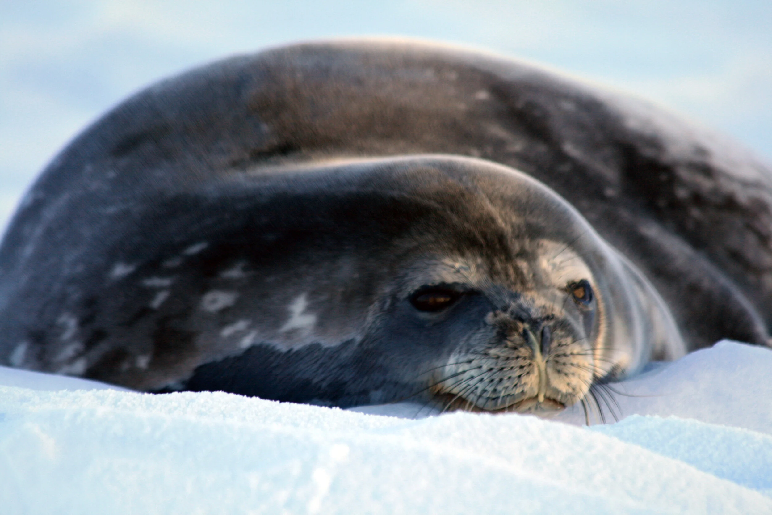 neko harbor leopard seal.JPG